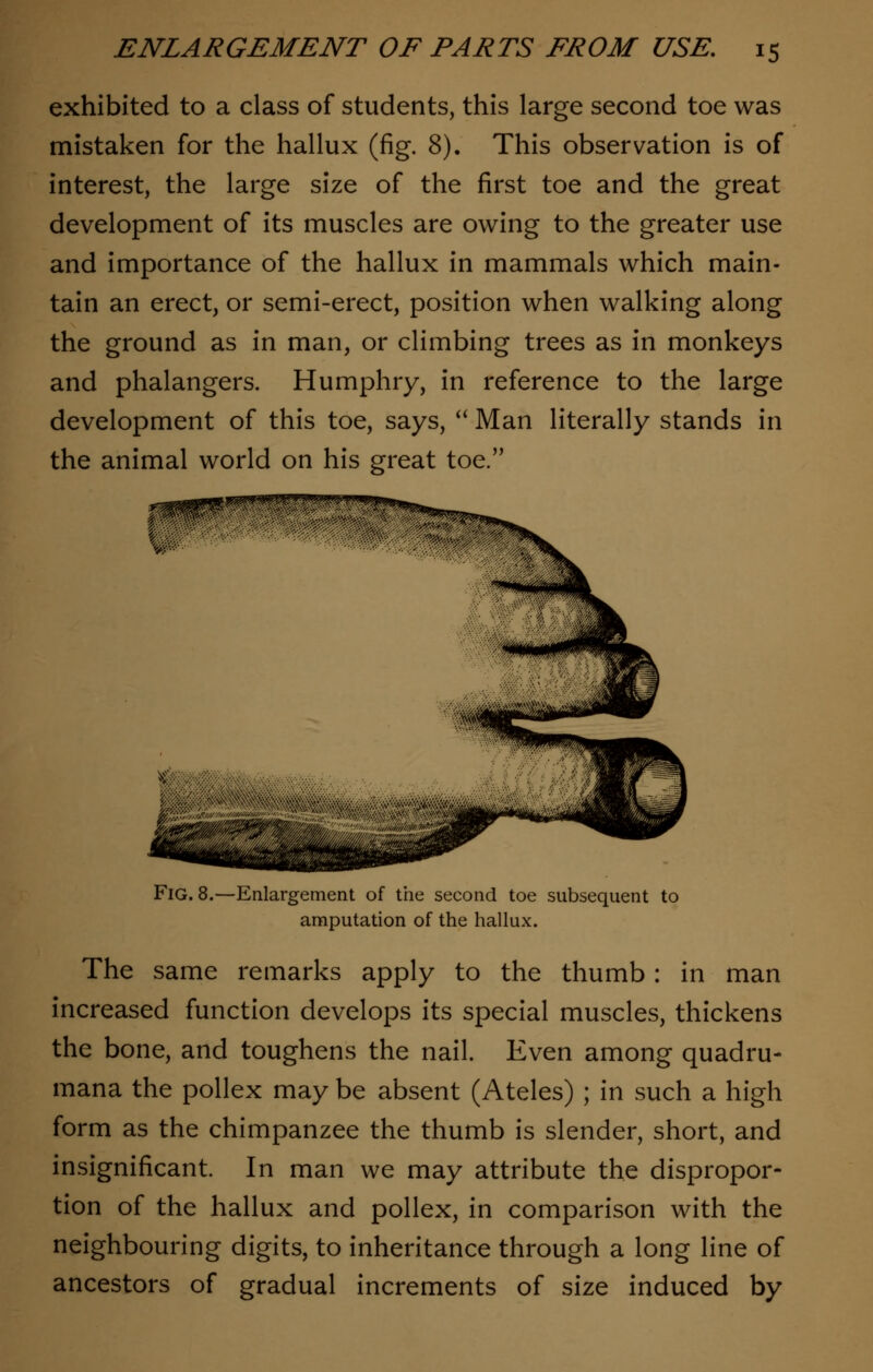 exhibited to a class of students, this large second toe was mistaken for the hallux (fig. 8). This observation is of interest, the large size of the first toe and the great development of its muscles are owing to the greater use and importance of the hallux in mammals which main- tain an erect, or semi-erect, position when walking along the ground as in man, or climbing trees as in monkeys and phalangers. Humphry, in reference to the large development of this toe, says,  Man literally stands in the animal world on his great toe. Fig. 8.—Enlargement of the second toe subsequent to amputation of the hallux. The same remarks apply to the thumb: in man increased function develops its special muscles, thickens the bone, and toughens the nail. Even among quadru- mana the pollex may be absent (Ateles) ; in such a high form as the chimpanzee the thumb is slender, short, and insignificant. In man we may attribute the dispropor- tion of the hallux and pollex, in comparison with the neighbouring digits, to inheritance through a long line of ancestors of gradual increments of size induced by