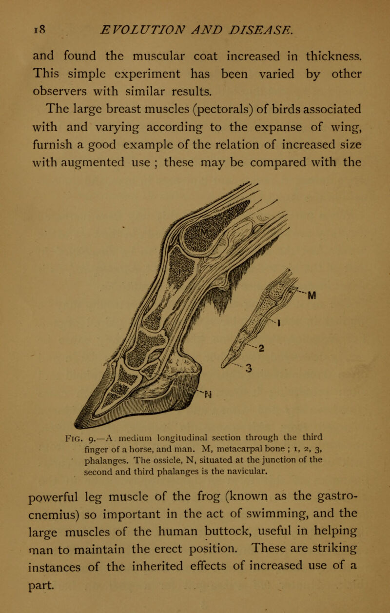 and found the muscular coat increased in thickness. This simple experiment has been varied by other observers with similar results. The large breast muscles (pectorals) of birds associated with and varying according to the expanse of wing, furnish a good example of the relation of increased size with augmented use ; these may be compared with the M Fig. 9.—A medium longitudinal section through the third finger of a horse, and man. M, metacarpal bone ; 1, 2, 3, phalanges. The ossicle, N, situated at the junction of the second and third phalanges is the navicular. powerful leg muscle of the frog (known as the gastro- cnemius) so important in the act of swimming, and the large muscles of the human buttock, useful in helping man to maintain the erect position. These are striking instances of the inherited effects of increased use of a part.