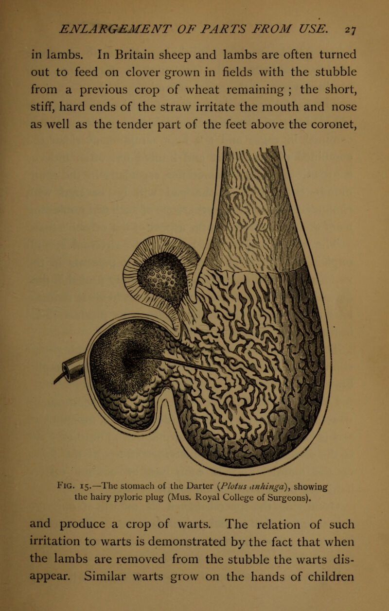 in lambs. In Britain sheep and lambs are often turned out to feed on clover grown in fields with the stubble from a previous crop of wheat remaining ; the short, stiff, hard ends of the straw irritate the mouth and nose as well as the tender part of the feet above the coronet, Fig. 15.—The stomach of the Darter (Plotus anhingd), showing the hairy pyloric plug (Mus. Royal College of Surgeons). and produce a crop of warts. The relation of such irritation to warts is demonstrated by the fact that when the lambs are removed from the stubble the warts dis- appear. Similar warts grow on the hands of children