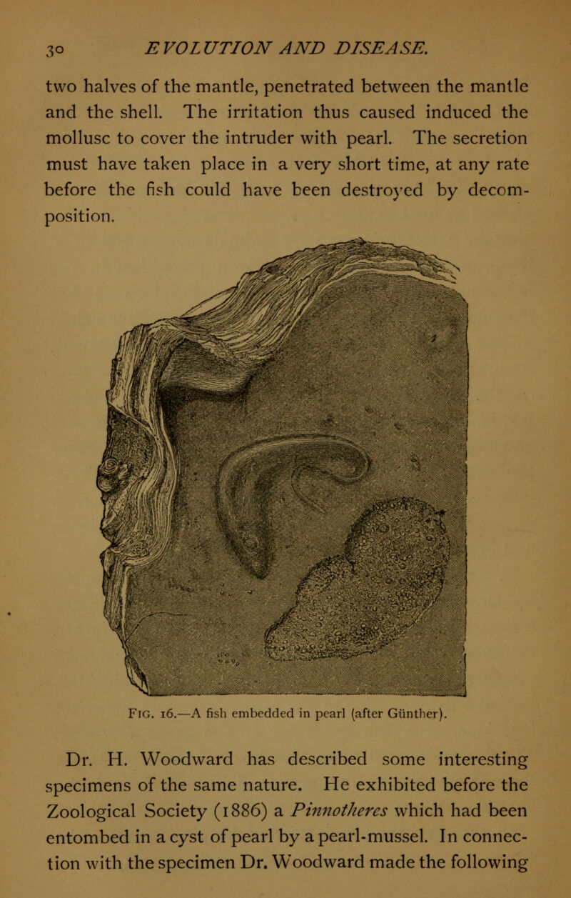 3° two halves of the mantle, penetrated between the mantle and the shell. The irritation thus caused induced the mollusc to cover the intruder with pearl. The secretion must have taken place in a very short time, at any rate before the fish could have been destroyed by decom- position. Fig. 16.—A fish embedded in pearl (after Gunther). Dr. H. Woodward has described some interesting specimens of the same nature. He exhibited before the Zoological Society (1886) a Pinnotheres which had been entombed in a cyst of pearl by a pearl-mussel. In connec- tion with the specimen Dr. Woodward made the following