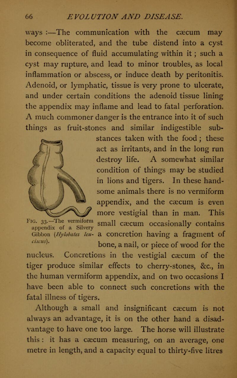 ways :—The communication with the caecum may become obliterated, and the tube distend into a cyst in consequence of fluid accumulating within it ; such a cyst may rupture, and lead to minor troubles, as local inflammation or abscess, or induce death by peritonitis. Adenoid, or lymphatic, tissue is very prone to ulcerate, and under certain conditions the adenoid tissue lining the appendix may inflame and lead to fatal perforation. A much commoner danger is the entrance into it of such things as fruit-stones and similar indigestible sub- stances taken with the food; these act as irritants, and in the long run destroy life. A somewhat similar condition of things may be studied in lions and tigers. In these hand- some animals there is no vermiform appendix, and the caecum is even more vestigial than in man. This Fig. -The vermiform smaU Q^cum occasionaUy contains appendix of a Silvery J Gibbon {Hyiobates leu- a concretion having a fragment of bone, a nail, or piece of wood for the nucleus. Concretions in the vestigial caecum of the tiger produce similar effects to cherry-stones, &c, in the human vermiform appendix, and on two occasions I have been able to connect such concretions with the fatal illness of tigers. Although a small and insignificant caecum is not always an advantage, it is on the other hand a disad- vantage to have one too large. The horse will illustrate this : it has a caecum measuring, on an average, one metre in length, and a capacity equal to thirty-five litres