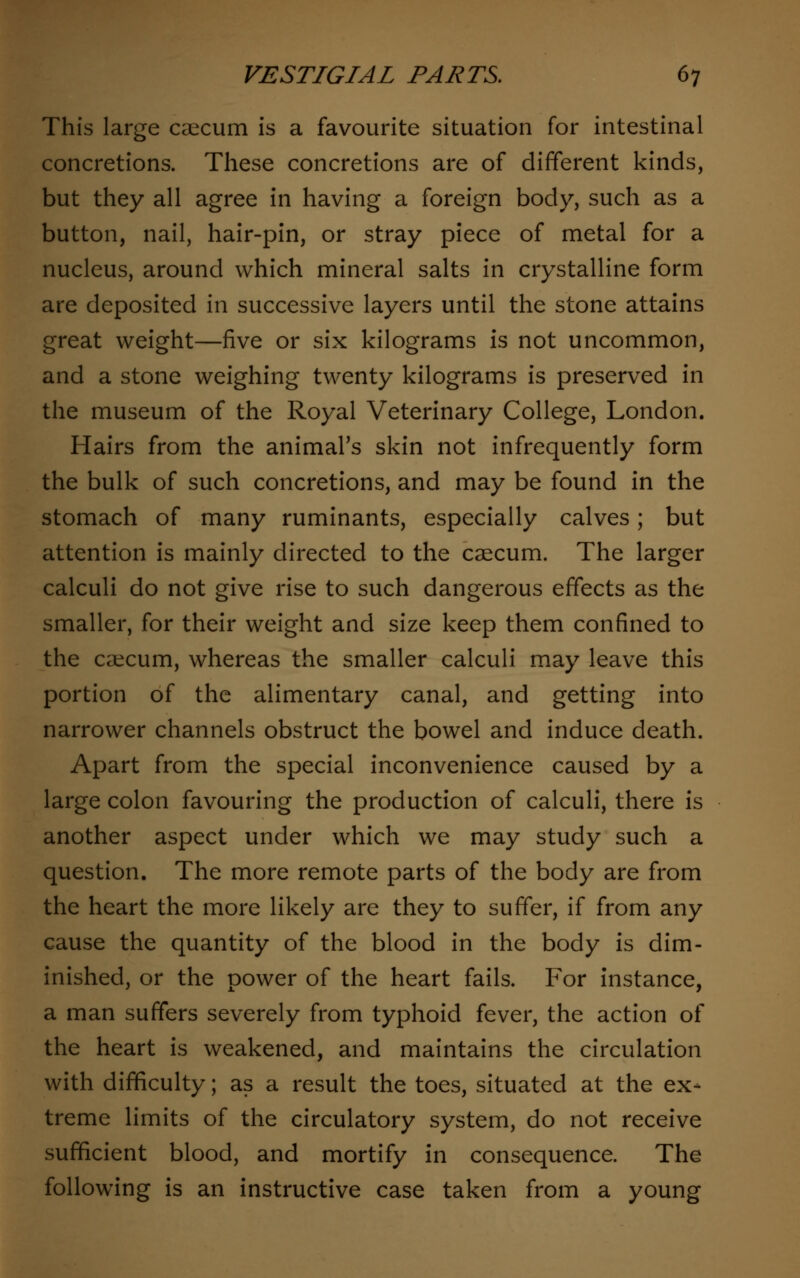 This large caecum is a favourite situation for intestinal concretions. These concretions are of different kinds, but they all agree in having a foreign body, such as a button, nail, hair-pin, or stray piece of metal for a nucleus, around which mineral salts in crystalline form are deposited in successive layers until the stone attains great weight—five or six kilograms is not uncommon, and a stone weighing twenty kilograms is preserved in the museum of the Royal Veterinary College, London. Hairs from the animal's skin not infrequently form the bulk of such concretions, and may be found in the stomach of many ruminants, especially calves; but attention is mainly directed to the caecum. The larger calculi do not give rise to such dangerous effects as the smaller, for their weight and size keep them confined to the caecum, whereas the smaller calculi may leave this portion of the alimentary canal, and getting into narrower channels obstruct the bowel and induce death. Apart from the special inconvenience caused by a large colon favouring the production of calculi, there is another aspect under which we may study such a question. The more remote parts of the body are from the heart the more likely are they to suffer, if from any cause the quantity of the blood in the body is dim- inished, or the power of the heart fails. For instance, a man suffers severely from typhoid fever, the action of the heart is weakened, and maintains the circulation with difficulty; as a result the toes, situated at the ex- treme limits of the circulatory system, do not receive sufficient blood, and mortify in consequence. The following is an instructive case taken from a young