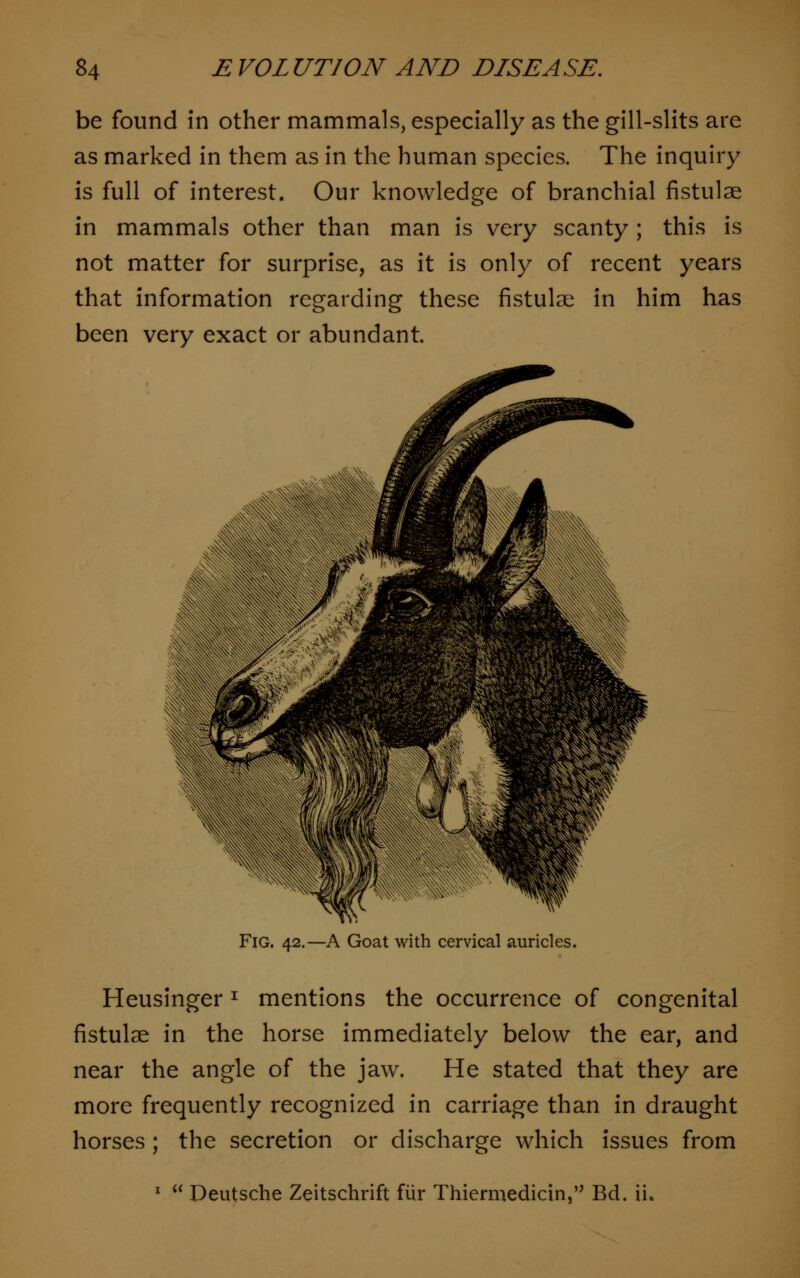 be found in other mammals, especially as the gill-slits are as marked in them as in the human species. The inquiry is full of interest. Our knowledge of branchial fistulse in mammals other than man is very scanty ; this is not matter for surprise, as it is only of recent years that information regarding these fistulse in him has been very exact or abundant. Fig. 42.—A Goat with cervical auricles. Heusingerx mentions the occurrence of congenital fistulse in the horse immediately below the ear, and near the angle of the jaw. He stated that they are more frequently recognized in carriage than in draught horses ; the secretion or discharge which issues from 1 « Deutsche Zeitschrift fur Thiermedicin, Bd. ii,