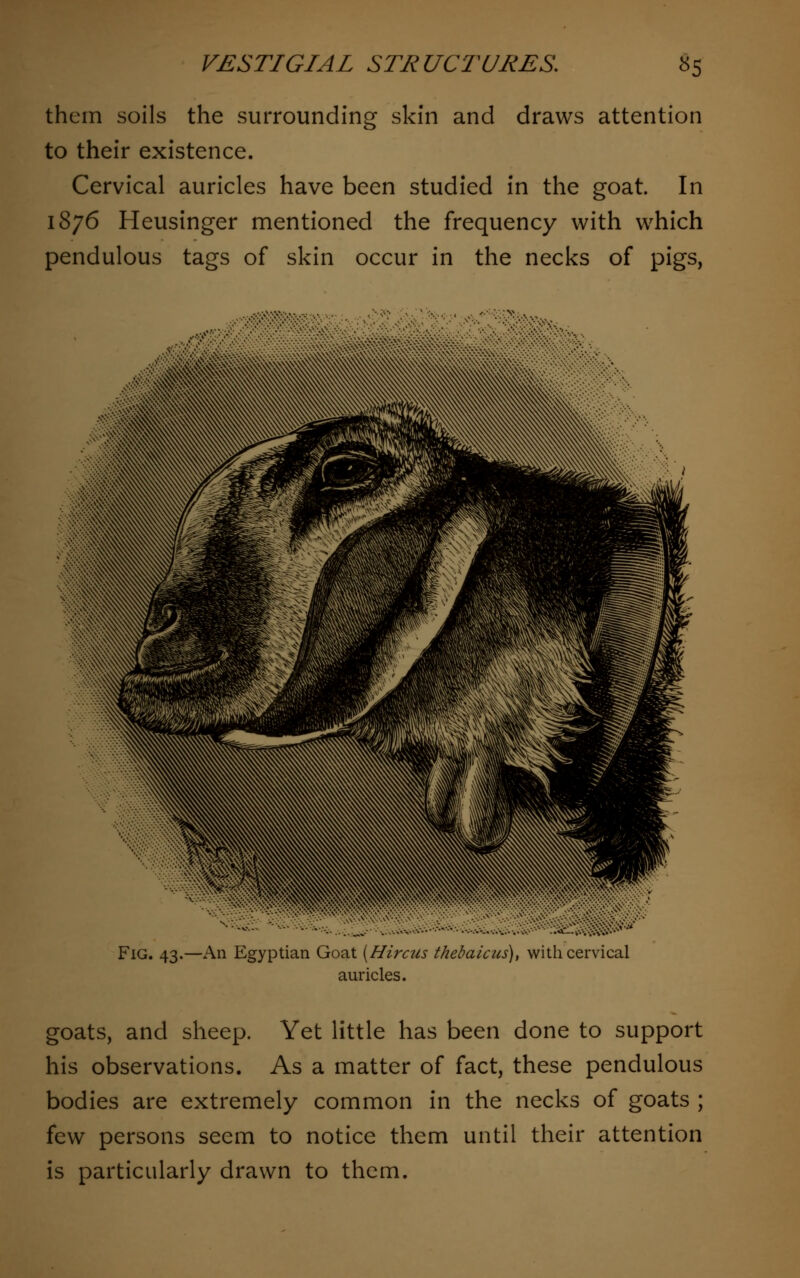 them soils the surrounding skin and draws attention to their existence. Cervical auricles have been studied in the goat. In 1876 Heusinger mentioned the frequency with which pendulous tags of skin occur in the necks of pigs, -. , -• •• .*.:. ;:-'^ Fig. 43.—An Egyptian Goat (Hircus thebaicus), with cervical auricles. goats, and sheep. Yet little has been done to support his observations. As a matter of fact, these pendulous bodies are extremely common in the necks of goats ; few persons seem to notice them until their attention is particularly drawn to them.