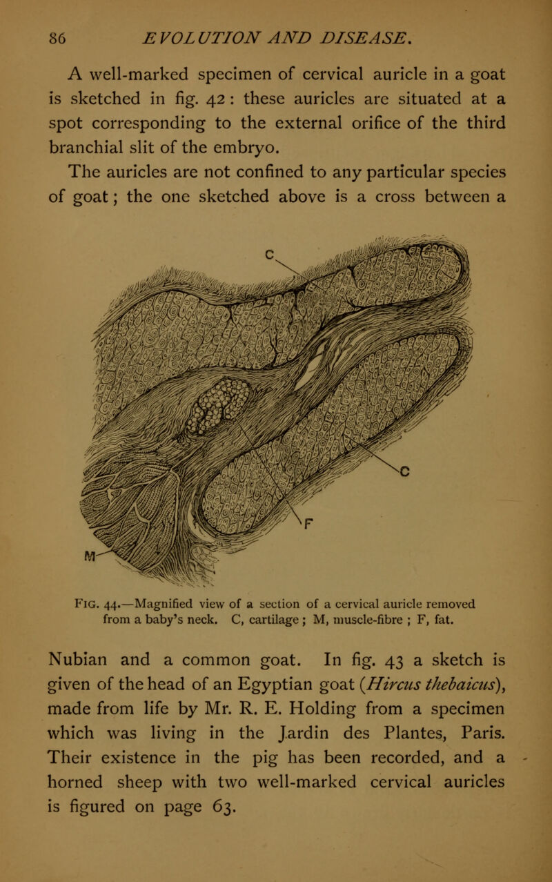 A well-marked specimen of cervical auricle in a goat is sketched in fig. 42 : these auricles are situated at a spot corresponding to the external orifice of the third branchial slit of the embryo. The auricles are not confined to any particular species of goat; the one sketched above is a cross between a Fig. 44.—Magnified view of a section of a cervical auricle removed from a baby's neck. C, cartilage ; M, muscle-fibre ; F, fat. Nubian and a common goat. In fig. 43 a sketch is given of the head of an Egyptian goat (Hircas tkebaicus), made from life by Mr. R. E. Holding from a specimen which was living in the J.ardin des Plantes, Paris. Their existence in the pig has been recorded, and a horned sheep with two well-marked cervical auricles is figured on page 63.