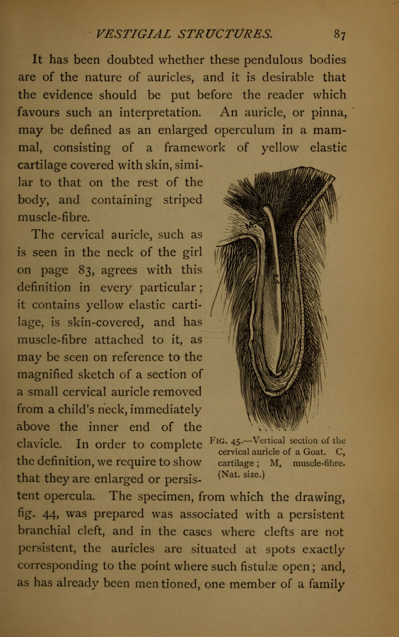 It has been doubted whether these pendulous bodies are of the nature of auricles, and it is desirable that the evidence should be put before the reader which favours such an interpretation. An auricle, or pinna, may be defined as an enlarged operculum in a mam- mal, consisting of a framework of yellow elastic cartilage covered with skin, simi- lar to that on the rest of the body, and containing striped muscle-fibre. The cervical auricle, such as is seen in the neck of the girl on page 83, agrees with this definition in every particular; it contains yellow elastic carti- lage, is skin-covered, and has muscle-fibre attached to it, as may be seen on reference to the magnified sketch of a section of a small cervical auricle removed from a child's neck, immediately above the inner end of the clavicle. In order to complete FlG* 45.-Vertical section of the r cervical auricle of a Goat. C, the definition, we require to show cartilage ; M, (Nat. size.) muscle-fibre. that they are enlarged or persis- tent opercula. The specimen, from which the drawing, fig. 44, was prepared was associated with a persistent branchial cleft, and in the cases where clefts are not persistent, the auricles are situated at spots exactly corresponding to the point where such fistulse open; and, as has already been mentioned, one member of a family