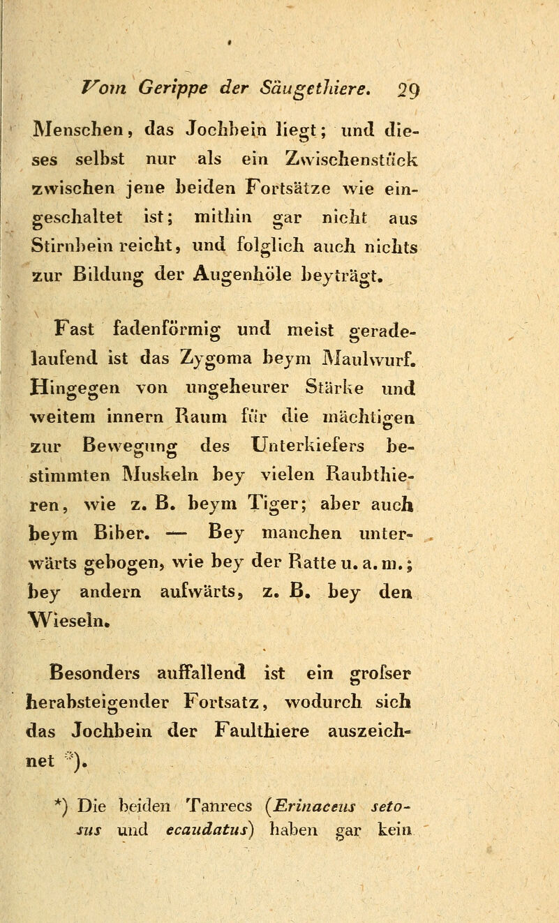 Menschen, das Joclibein liegt; und die- ses selbst nur als ein Zwischenstück zwischen jene beiden Fortsätze wie ein- geschaltet ist; mithin gar nicht aus Stirnbein reicht, und folglich auch nichts zur Bildung der Augenhöle beyträgt. Fast fadenförmig und meist gerade- laufend ist das Zygoma bejm Maulwurf. Hingegen von ungeheurer Stärke und weitem innern Raum für die mächti«:en zur Beweguncr des Unterkiefers be- Stimmten Muskeln bey vielen Raubthie- ren, wie z. B. beym Tiger; aber auch beym Biber. — Bey manchen unter- wärts gebogen, wie bey der Ratte u. a. m.; bey andern aufwärts, z. B, bey den Wieseln. Besonders auffallend ist ein grofser herabsteigender Fortsatz, wodurch sich das Jochbein der Faulthiere auszeich- net ^^). *) Die beiden Tanrecs (^Erinaceiis seto- siis und ecaiidatus) haben gar kein