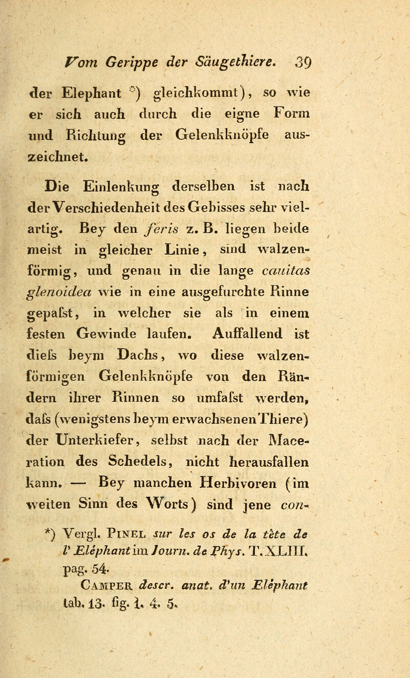 ^er Elephant '^) gleichkommt), so wie er sich auch durch die eigne Form und Richtung der Gelenkknöpfe aus- zeichnet. Die Einlenkung derselben ist nach der Verschiedenheit des Gebisses sehr viel- artig. Bey den feris z. B. liegen beide meist in gleicher Linie, sind walzen- förmig, und genau in die lange cauitas glenoidea wie in eine ausgefurchte Rinne gepafst, in welcher sie als in einem festen Gewinde laufen. Auffallend ist diefs beym Dachs, wo diese walzen- förmigen Gelenkknöpfe von den Rän- dern ihrer Rinnen so umfafst werden, dafs (wenigstens beym erwachsenenThiere) der Unterkiefer, selbst nach der Mace- ration des Schedels, nicht herausfallen kann. — Bey manchen Herbivoren (im weiten Sinn des Worts) sind Jene con^ *) VergL PiNEL sur les os de la tete de V Elepkantim Jouriu de Fhys. T.XLIIL pag.54. Camper descr. anat. d*im Elephant