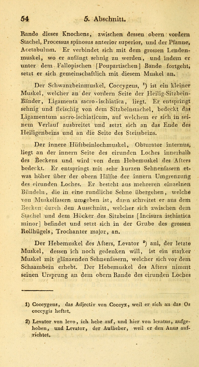 Rande dieses Knochens, zwischen dessen ohern vordem Stachel, Processus spihosus anterior siiperior, und der Pfanne, Acetabulum. Er verbindet sich mit dem grossen Lenden- muskel, wo er anfängt sehnig zu werden, und indem er unter dem Fallopischen [Poupartischen] Bande fortgeht, setzt er sich gemeinschaftlich mit diesem Muskel an. Der Schwanzbeinmuskel, Coccygeus, ') ist ein kleiner Muskel, welcher an der vordem Seite der Heilig-Sitzbein- Bänder, Ligamenta sacro-ischiatica, Hegt. Er entspringt sehnig und fleischig von dem Sitzbeinstachel, bedeckt das Ligamentum sacro-ischiaticum, auf welchem er sich in sei- nem Verlauf ausbreitet und setzt sich an das Ende des Heiligenbeins und an die Seite des Steissbeins. Der innere Hüftbeinlochmuskel, Obturator internus, liegt an der innern Seite des eirunden Loches innerhalb des Beckens und wird von dem Hebemuskel des Afters bedeckt. Er entspringt mit sehr kurzen Sehnenfasern et- was höher über der obern Llälfte der innern Umgrenzung des eirunden Loches. Er besteht aus mehreren einzelnen Bündeln, die in eine rundliche Sehne übergehen, welche von Muskelfasern umgeben ist, dann schreitet er aus dem Becken durch den Ausschnitt, welcher sich zv^/ischen dem Stachel und dem Hocker des Sitzbeins [Incisura ischiatica minor] befindet und setzt sich in der Grube des grossen Rollhügels, Trochanter major, an. Der Hebemuskel des Afters, Levator *) ani, der letzte Muskel, dessen ich noch gedenken will, ist ein starker Muskel mit glänzenden Sehnenfasern, welcher sich vor dem Schaambein erhebt. Der Hebemuskel des Afters nimmt seinen Ursprung an dem obern Rande des eirunden Loches 1) Coccygeus, das Adjectiv von Coccyx, weil er sich an das ös coccygis heftet, 2) Levator von levo, ich hebe auf, und hier von levatus, aufge- hoben, und Levator, der AuUieber, weil er den Anus auf- richtet»