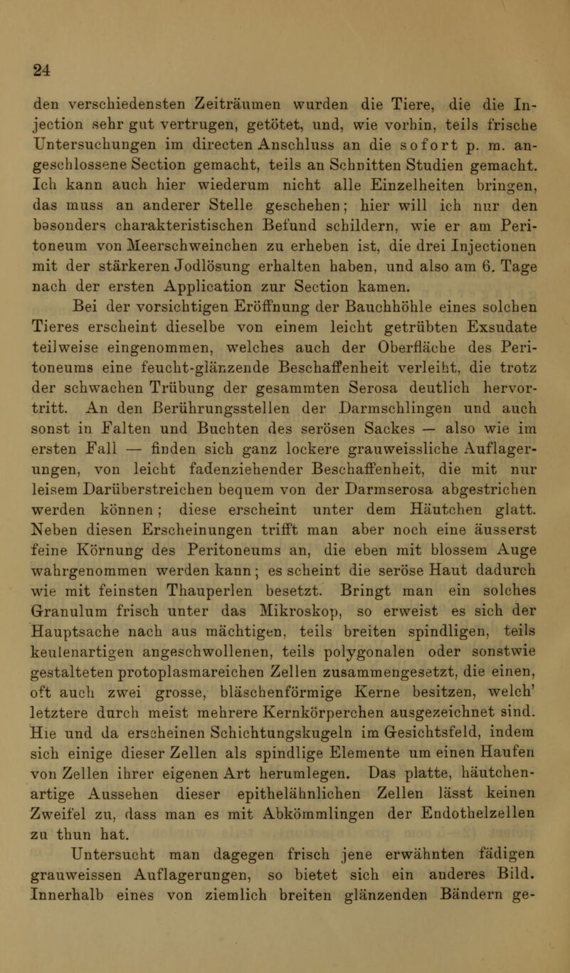 den verschiedensten Zeiträumen wurden die Tiere, die die In- jection sehr gut vertrugen, getötet, und, wie vorhin, teils frische Untersuchungen im directen Anschluss an die sofort p. m. an- geschlossene Section gemacht, teils an Schnitten Studien gemacht. Ich kann auch hier wiederum nicht alle Einzelheiten brin2:en, das muss an anderer Stelle geschehen; hier will ich nur den basonders charakteristischen Befund schildern, wie er am Peri- toneum von Meerschweinchen zu erheben ist, die drei Injectionen mit der stärkeren Jodlösung erhalten haben, und also am 6. Tage nach der ersten Application zur Section kamen. Bei der vorsichtigen Eröffnung der Bauchhöhle eines solchen Tieres erscheint dieselbe von einem leicht getrübten Exsudate teilweise eingenommen, welches auch der Oberfläche des Peri- toneums eine feucht-glänzende Beschaffenheit verleiht, die trotz der schwachen Trübung der gesammten Serosa deutlich hervor- tritt. An den ßerührungsstellen der Darmschlingen und auch sonst in Falten und Buchten des serösen Sackes — also wie im ersten Fall — finden sich ganz lockere grauweissliche Auflager- ungen, von leicht fadenziehender Beschaffenheit, die mit nur leisem Darüberstreichen bequem von der Darmserosa abgestrichen werden können ; diese erscheint unter dem Häutchen glatt. Neben diesen Erscheinungen trifft man aber noch eine äusserst feine Körnung des Peritoneums an, die eben mit blossem Auge wahrgenommen werden kann; es scheint die seröse Haut dadurch wie mit feinsten Thauperlen besetzt. Bringt man ein solches Granulum frisch unter das Mikroskop, so erweist es sich der Hauptsache nach aus mächtigen, teils breiten spindligen, teils keulenartigen angeschwollenen, teils polygonalen oder sonstwie gestalteten protoplasmareichen Zellen zusammengesetzt, die einen, oft auch zwei grosse, bläschenförmige Kerne besitzen, welch' letztere durch meist mehrere Kernkörperchen ausgezeichnet sind. Hie und da erscheinen Schichtungskugeln im Gesichtsfeld, indem sich einige dieser Zellen als spindlige Elemente um einen Haufen von Zellen ihrer eigenen Art herumlegen. Das platte, häutchen- artige Aussehen dieser epithelähnlichen Zellen lässt keinen Zweifel zu, dass man es mit Abkömmlingen der Endothelzellen zu thun hat. Untersucht man dagegen frisch jene erwähnten fädigen grauweissen Auflagerungen, so bietet sich ein anderes Bild. Innerhalb eines von ziemlich breiten glänzenden Bändern ge-