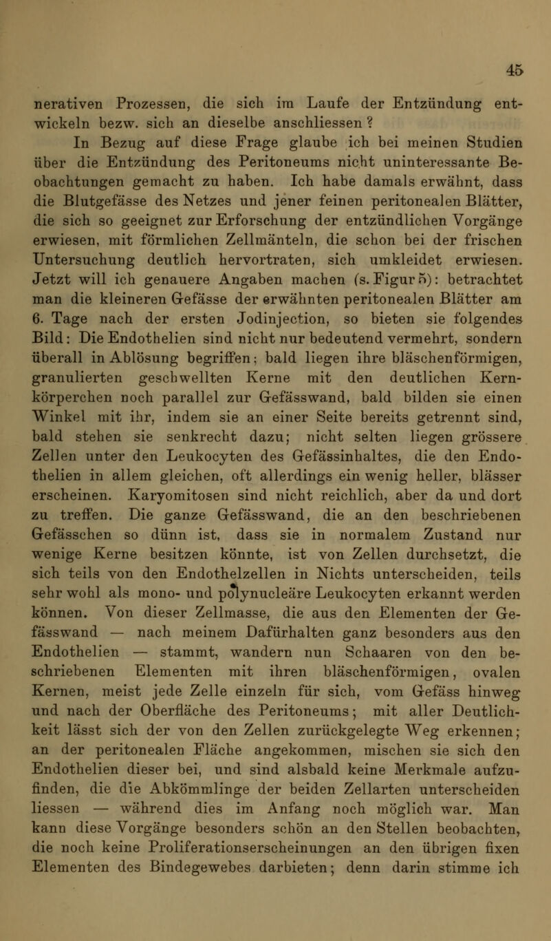 nerativen Prozessen, die sich ira Laufe der Entzündung ent- wickeln bezw. sich an dieselbe anschliessen ? In Bezug auf diese Frage glaube ich bei meinen Studien über die Entzündung des Peritoneums nicht uninteressante Be- obachtungen gemacht zu haben. Ich habe damals erwähnt, dass die Blutgefässe des Netzes und jener feinen peritonealen Blätter, die sich so geeignet zur Erforschung der entzündlichen Vorgänge erwiesen, mit förmlichen Zellmänteln, die schon bei der frischen Untersuchung deutlich hervortraten, sich umkleidet erwiesen. Jetzt will ich genauere Angaben machen (s. Figur 5): betrachtet man die kleineren Grefässe der erwähnten peritonealen Blätter am 6. Tage nach der ersten Jodinjection, so bieten sie folgende» Bild: Die Endothelien sind nicht nur bedeutend vermehrt, sondern überall in Ablösung begriffen; bald liegen ihre bläschenförmigen, granulierten geschwellten Kerne mit den deutlichen Kern- körperchen noch parallel zur Gefässwand, bald bilden sie einen Winkel mit ihr, indem sie an einer Seite bereits getrennt sind, bald stehen sie senkrecht dazu; nicht selten liegen grössere Zellen unter den Leukocyten des Gefässinhaltes, die den Endo- thelien in allem gleichen, oft allerdings ein wenig heller, blässer erscheinen. Karyomitosen sind nicht reichlich, aber da und dort zu treffen. Die ganze Gefässwand, die an den beschriebenen Gefässchen so dünn ist, dass sie in normalem Zustand nur wenige Kerne besitzen könnte, ist von Zellen durchsetzt, die sich teils von den Endothelzellen in Nichts unterscheiden, teils sehr wohl als mono- und polynucleäre Leukocyten erkannt werden können. Von dieser Zellmasse, die aus den Elementen der Ge- fässwand — nach meinem Dafürhalten ganz besonders aus den Endothelien — stammt, wandern nun Schaaren von den be- schriebenen Elementen mit ihren bläschenförmigen, ovalen Kernen, meist jede Zelle einzeln für sich, vom Gefäss hinweg und nach der Oberfläche des Peritoneums; mit aller Deutlich- keit lässt sich der von den Zellen zurückgelegte Weg erkennen; an der peritonealen Fläche angekommen, mischen sie sich den Endothelien dieser bei, und sind alsbald keine Merkmale aufzu- finden, die die Abkömmlinge der beiden Zellarten unterscheiden liessen — während dies im Anfang noch möglich war. Man kann diese Vorgänge besonders schön an den Stellen beobachten, die noch keine Proliferationserscheinungen an den übrigen fixen Elementen des Bindegewebes darbieten; denn darin stimme ich