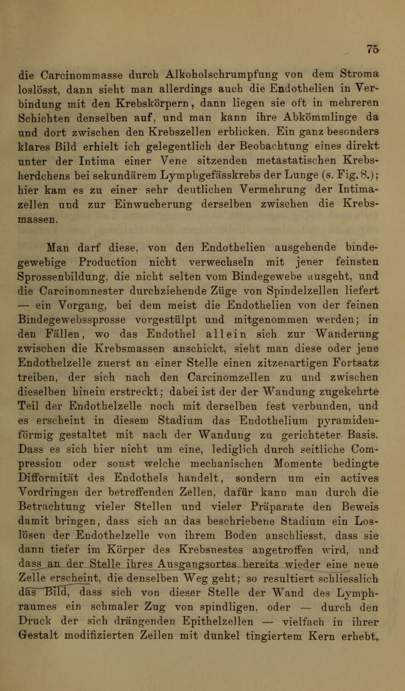 die Carcinommasse durch Alkoholschrumpfung von dem Stroma loslösst, dann sieht man allerdings auch die Endothelien in Ver- bindung mit den Krebskörpern, dann liegen sie oft in mehreren Schichten denselben auf, und man kann ihre Abkömmlinge da und dort zwischen den Krebszellen erblicken. Ein ganz besonders klares Bild erhielt ich gelegentlich der Beobachtung eines direkt unter der Intima einer Vene sitzenden metastatischen Krebs- herdchens bei sekundärem Lymphgefässkrebs der Lunge (s. Fig. 8.); hier kam es zu einer sehr deutlichen Vermehrung der Intima- Zellen und zur Einwucherung derselben zwischen die Krebs- massen. Man darf diese, von den Endothelien ausgehende binde- gewebige Production nicht verwechseln mit jener feinsten Sprossenbildung, die nicht selten vom Bindegewebe ausgeht, und die Carcinomnester durchziehende Züge von Spindelzellen liefert — ein Vorgang, bei dem meist die Endothelien von der feinen Bindegewebssprosse vorgestülpt und mitgenommen werden; in den Fällen, wo das Endothel allein sich zur Wanderung zwischen die Krebsmassen anschickt, sieht man diese oder jene Endothelzelle zuerst an einer Stelle einen zitzenartigen Fortsatz treiben, der sich nach den Carcinomzellen zu und zwischen dieselben hinein erstreckt; dabei ist der der Wandung zugekehrte Teil der Endothelzelle noch mit derselben fest verbunden, und es erscheint in diesem Stadium das Endothelium pyramiden- förmig gestaltet mit nach der Wandung zu gerichteter Basis. Dass es sich hier nicht um eine, lediglich durch seitliche Com- pression oder sonst welche mechanischen Momente bedingte Difformität des Endothels handelt, sondern um ein actives Vordringen der betreffenden Zellen, dafür kann man durch die Betrachtung vieler Stellen und vieler Präparate den Beweis damit bringen, dass sich an das beschriebene Stadium ein Los- lösen der Endothelzelle von ihrem Boden anschliesst, dass sie dann tiefer im Körper des Krebsnestes angetroffen wird, und dass_3n der Stelle ihres Ausgangsortes bereits wieder eine neue Zelle erscheint, die denselben Weg geht; so resultiert schliesslich d§^~TSiId, dass sich von dieser Stelle der Wand des Lymph- raumes ein schmaler Zug von spindligen, oder — durch den Druck der sich drängenden Epithelzellen — vielfach in ihrer Gestalt modifizierten Zellen mit dunkel tingiertem Kern erhebt^