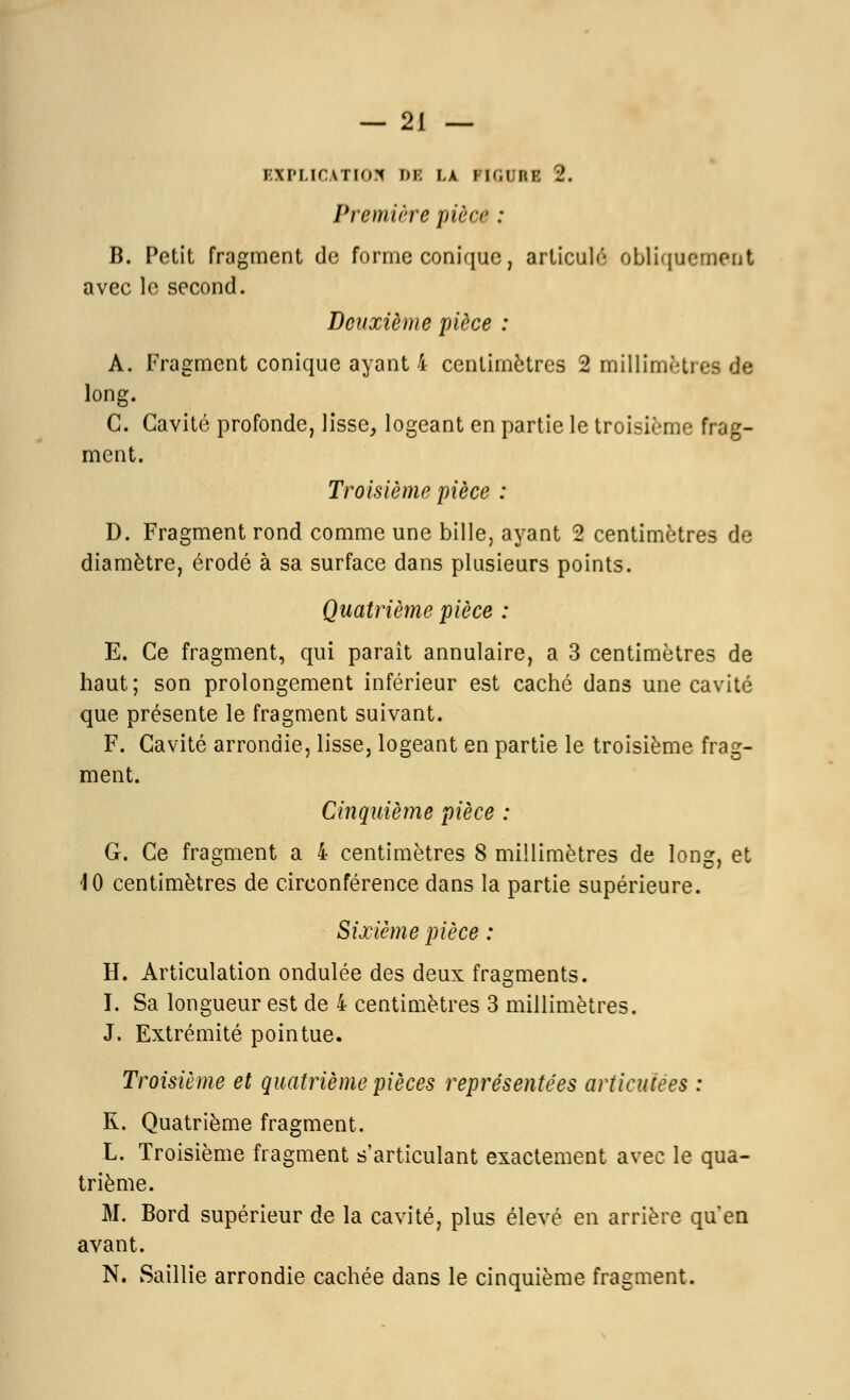 EXPLICATION DE la figure 2. Première pièce : B. Petit fragment de forme conique, articulé obliquement avec le second. Deuxième pièce : A. Fragment conique ayant 4 centimètres 2 millimètres de long. G. Cavité profonde, lisse, logeant en partie le troisième frag- ment. Troisième pièce : D. Fragment rond comme une bille, ayant 2 centimètres de diamètre, érodé à sa surface dans plusieurs points. Quatrième pièce : E. Ce fragment, qui parait annulaire, a 3 centimètres de haut; son prolongement inférieur est caché dans une cavité que présente le fragment suivant. F. Cavité arrondie, lisse, logeant en partie le troisième frag- ment. Cinquième pièce : G. Ce fragment a 4 centimètres 8 millimètres de long, et 10 centimètres de circonférence dans la partie supérieure. Sixième pièce : H. Articulation ondulée des deux fragments. I. Sa longueur est de 4 centimètres 3 millimètres. J. Extrémité pointue. Troisième et quatrième pièces représentées articulées : R. Quatrième fragment. L. Troisième fragment s'articulant exactement avec le qua- trième. M. Bord supérieur de la cavité, plus élevé en arrière qu'en avant. N. Saillie arrondie cachée dans le cinquième fragment.