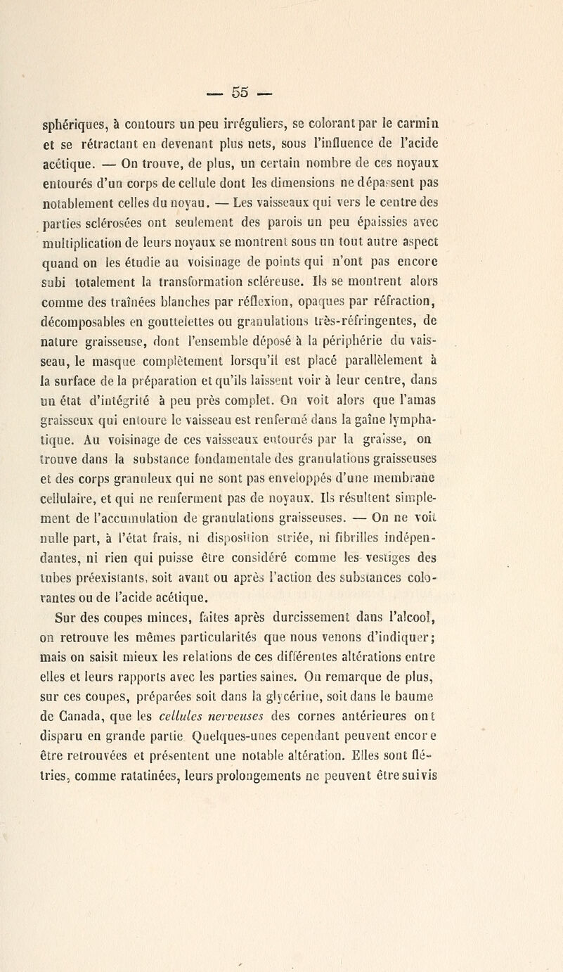 sphériques, à contours un peu irréguliers, se colorant par le carmin et se rétractant en devenant plus nets, sous l'influence de l'acide acétique. — On trouve, de plus, un certain nombre de ces noyaux entourés d'un corps de cellule dont les dimensions ne dépassent pas notablement celles du noyau. — Les vaisseaux qui vers le centre des parties sclérosées ont seulement des parois un peu épaissies avec multiplication de leurs noyaux se montrent sous un tout autre aspect quand on les étudie au voisinage de points qui n'ont pas encore subi totalement la transformation scléreuse. Ils se montrent alors comme des traînées blanches par réflexion, opaques par réfraction, décomposables en goutleiettes ou granulations très-réfringentes, de nature graisseuse, dont l'ensemble déposé à la périphérie du vais- seau, le masque complètement lorsqu'il est placé parallèlement à la surface delà préparation et qu'ils laissent voir à leur centre, dans un état d'intégrité à peu près complet. On voit alors que l'amas graisseux qui entoure le vaisseau est renfermé dans la gaîne lympha- tique. Au voisinage de ces vaisseaux entourés par la graisse, on trouve dans la substance fondamentale des granulations graisseuses et des corps granuleux qui ne sont pas enveloppés d'une membrane cellulaire, et qui ne renferment pas de noyaux. Ils résultent simple- ment de l'accumulation de granulations graisseuses. — On ne voit nulle part, à l'état frais, ni disposition striée, ni fibrilles indépen- dantes, ni rien qui puisse être considéré comme les vestiges des tubes préexistants, soit avant ou après l'action des substances colo- rantes ou de l'acide acétique. Sur des coupes minces, faites après durcissement dans l'alcool, on retrouve les mêmes particularités que nous venons d'indiquer; mais on saisit mieux les relations de ces différentes altérations entre elles et leurs rapports avec les parties saines. On remarque de plus, sur ces coupes, préparées soit dans la glycérine, soit dans le baume de Canada, que les cellules nerveuses des cornes antérieures ont disparu en grande partie Quelques-unes cependant peuvent encore être retrouvées et présentent une notable altération. Elles sont flé- tries, comme ratatinées, leurs prolongements ne peuvent être suivis