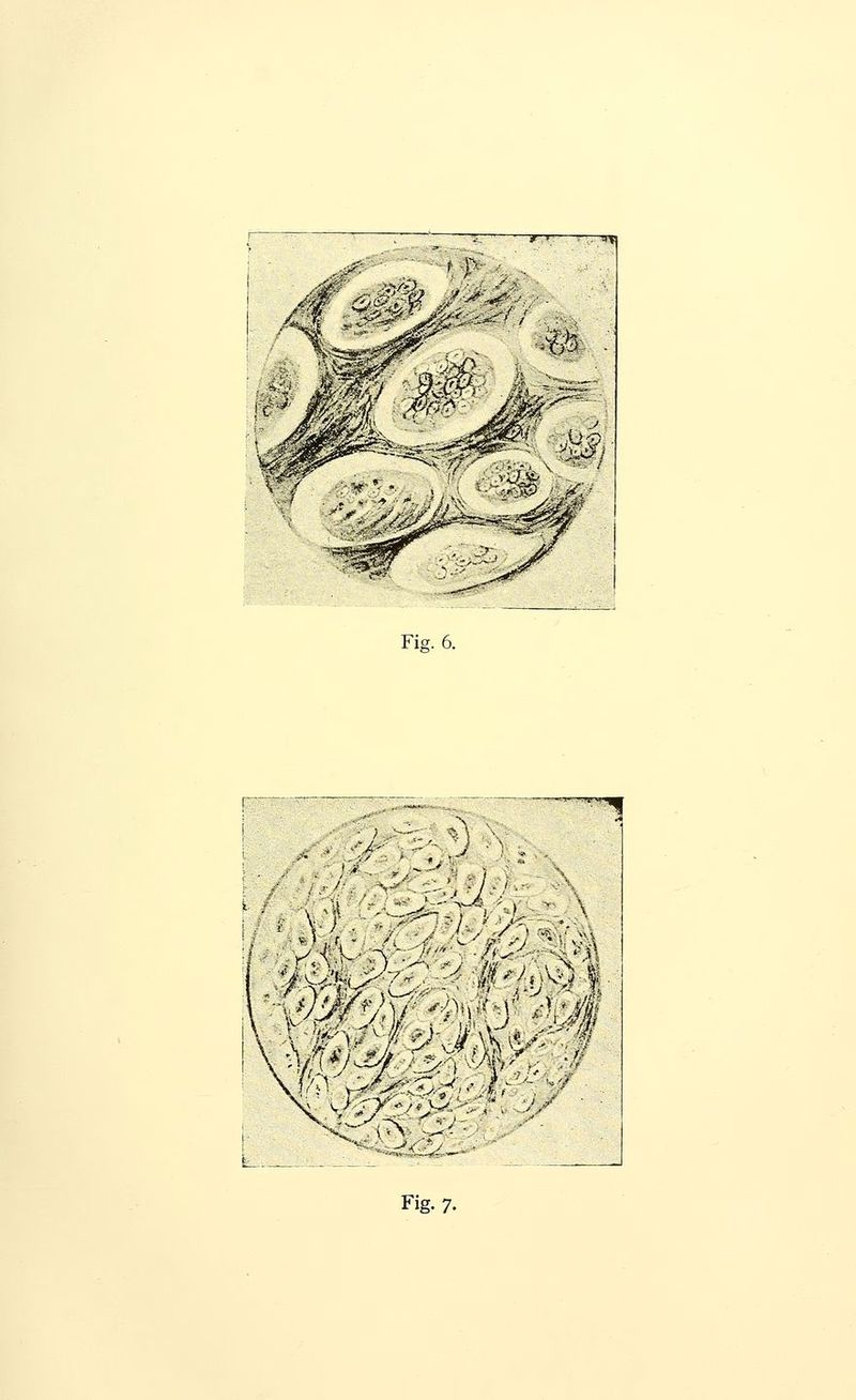 ■ih Fig. 6. J I \ ' /