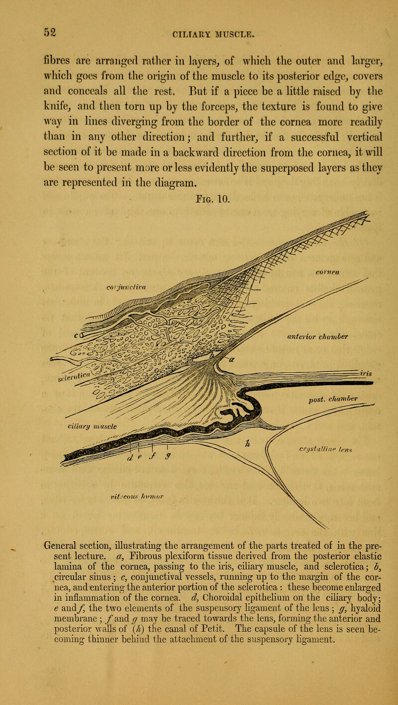 CIMAK.Y MUSCLE. fibres are arranged rather in layers, of which the outer and larger, which goes from the origin of the muscle to its posterior edge, covers and conceals all the rest. But if a piece be a little raised by the knife, and then torn up by the forceps, the texture is found to give way in lines diverging from the border of the cornea more readily than in any other direction; and further, if a successful vertical section of it be made in a backward direction from the cornea, it will be seen to present more or less evidently the superposed layers as they are represented in the diagram. Fig. 10. vit remix hwmr General section, illustrating the arrangement of the parts treated of in the pre- sent lecture, a, Fibrous plexiform tissue derived from the posterior elastic lamina of the cornea, passing to the his, ciliary muscle, and sclerotica; 6, circular sinus ; c, conjunctival vessels, ninning up to the margin of the cor- nea, and entering the anterior portion of the sclerotica : these become enlarged in inflammation of the cornea, d, Choroidal epithelium on the ciliary body; e and_/^ the two elements of the suspensory ligament of the lens; g, hyaloid membrane ; /and g may be traced towards the lens, forming the anterior and posterior Avails of (Ji) the canal of Petit. The capsule of the lens is seen be- coming thinner behind the attachment of the suspensory ligament.