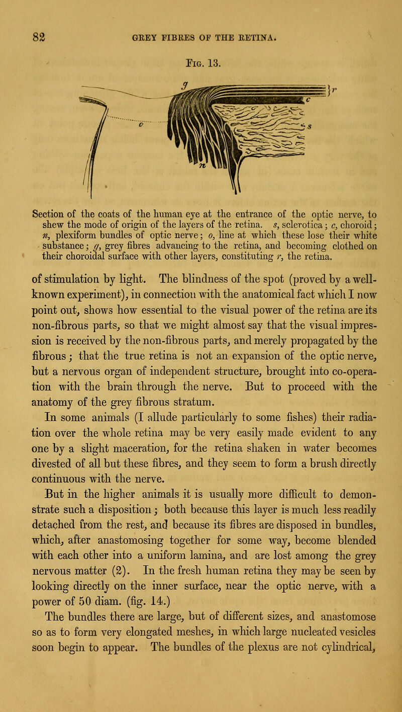 Tig. 13. 3 Section of the coats of the human eye at the entrance of the optic nerve, to shew the mode of origin of the layers of the retina, s, sclerotica; c, choroid; n, plexiform bundles of optic nerve; o, line at which these lose their white substance; q, grey fibres advancing to the retina, and becoming clothed on their choroidal surface with other layers, constituting r, the retina. of stimulation by light. The blindness of the spot (proved by a well- known experiment), in connection with the anatomical fact which I now point out, shows how essential to the visual power of the retina are its non-fibrous parts, so that we might almost say that the visual impres- sion is received by the non-fibrous parts, and merely propagated by the fibrous; that the true retina is not an expansion of the optic nerve, but a nervous organ of independent structure, brought into co-opera- tion with the brain through the nerve. But to proceed with the anatomy of the grey fibrous stratum. In some animals (I allude particularly to some fishes) their radia- tion over the whole retina may be very easily made evident to any one by a slight maceration, for the retina shaken in water becomes divested of all but these fibres, and they seem to form a brush directly continuous with the nerve. But in the higher animals it is usually more difficult to demon- strate such a disposition; both because this layer is much less readily detached from the rest, and because its fibres are disposed in bundles, which, after anastomosing together for some way, become blended with each other into a uniform lamina, and are lost among the grey nervous matter (2). In the fresh human retina they maybe seen by looking directly on the inner surface, near the optic nerve, with a power of 50 diam. (fig. 14.) The bundles there are large, but of different sizes, and anastomose so as to form very elongated meshes, in which large nucleated vesicles soon begin to appear. The bundles of the plexus are not cylindrical,