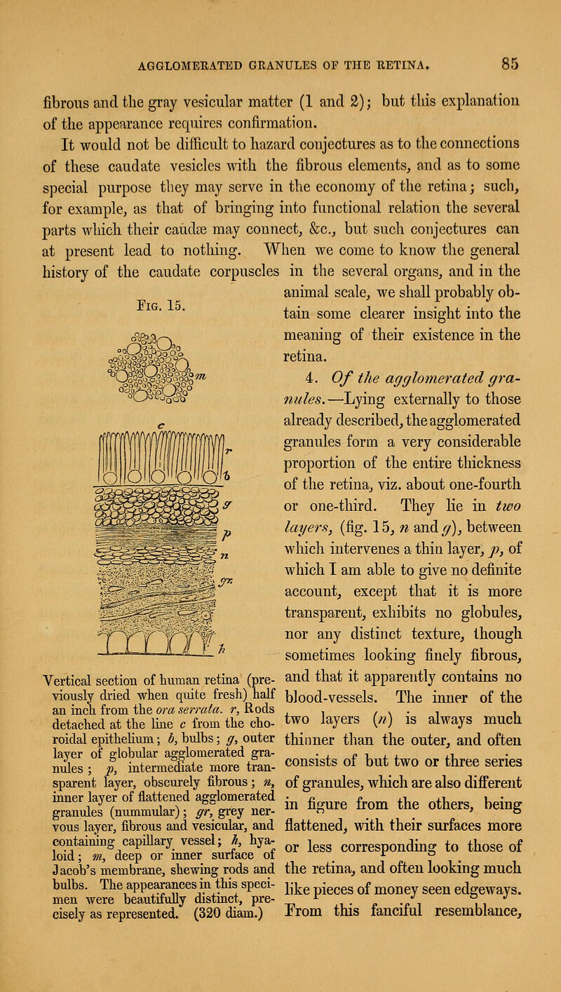 Fig. 15. 0cOC& fibrous and the gray vesicular matter (1 and 2); but this explanation of the appearance requires confirmation. It would not be difficult to hazard conjectures as to the connections of these caudate vesicles with the fibrous elements, and as to some special purpose they may serve in the economy of the retina; such, for example, as that of bringing into functional relation the several parts which their caiidfe may connect, &c, but such conjectures can at present lead to nothing. When we come to know the general history of the caudate corpuscles in the several organs, and in the animal scale, we shall probably ob- tain some clearer insight into the meaning of their existence in the retina. 4. Of the agglomerated gra- nules.—'Lying externally to those already described, the agglomerated granules form a very considerable proportion of the entire thickness of the retina, viz. about one-fourtli or one-third. They lie in two layers, (fig. 15, n andy), between which intervenes a thin layer, p, of which I am able to give no definite account, except that it is more transparent, exhibits no globules, nor any distinct texture, though sometimes looking finely fibrous, Vertical section of human retina (pre- and that it apparently contains no viously dried when qiiite fresh) half blood-vessels. The inner of the an inch from the ora serrata. r, Rods , , , . . , , detached at the line c from the cho- *wo layers (//) is always much roidal epithelium; b, hulbs; g, outer thinner than the outer, and often layer of globular agglomerated gra- . f , , . miles; p, intermediate more tran- consibts 01 out two or tnree series sparent layer, obscurely fibrous; n, of granules, which are also different inner layer of flattened agglomerated • fi - ,, f, » . granules (nummular); gr, grey ner- m nnure lrom tne otners> beinS vous layer, fibrous and vesicular, and flattened, with their surfaces more containing capillary vessel; h hya- j corresponding to those of loid; m, deep or inner surface ot _ . Jacob's membrane, shewing rods and the retina, and often looking much bulbs. The appearances in this speci- like -es of mo seen e(Ways. men were beautifully distinct, pre- r J * ■, cisely as represented. (320 diam.) From this tancitui resemblance,