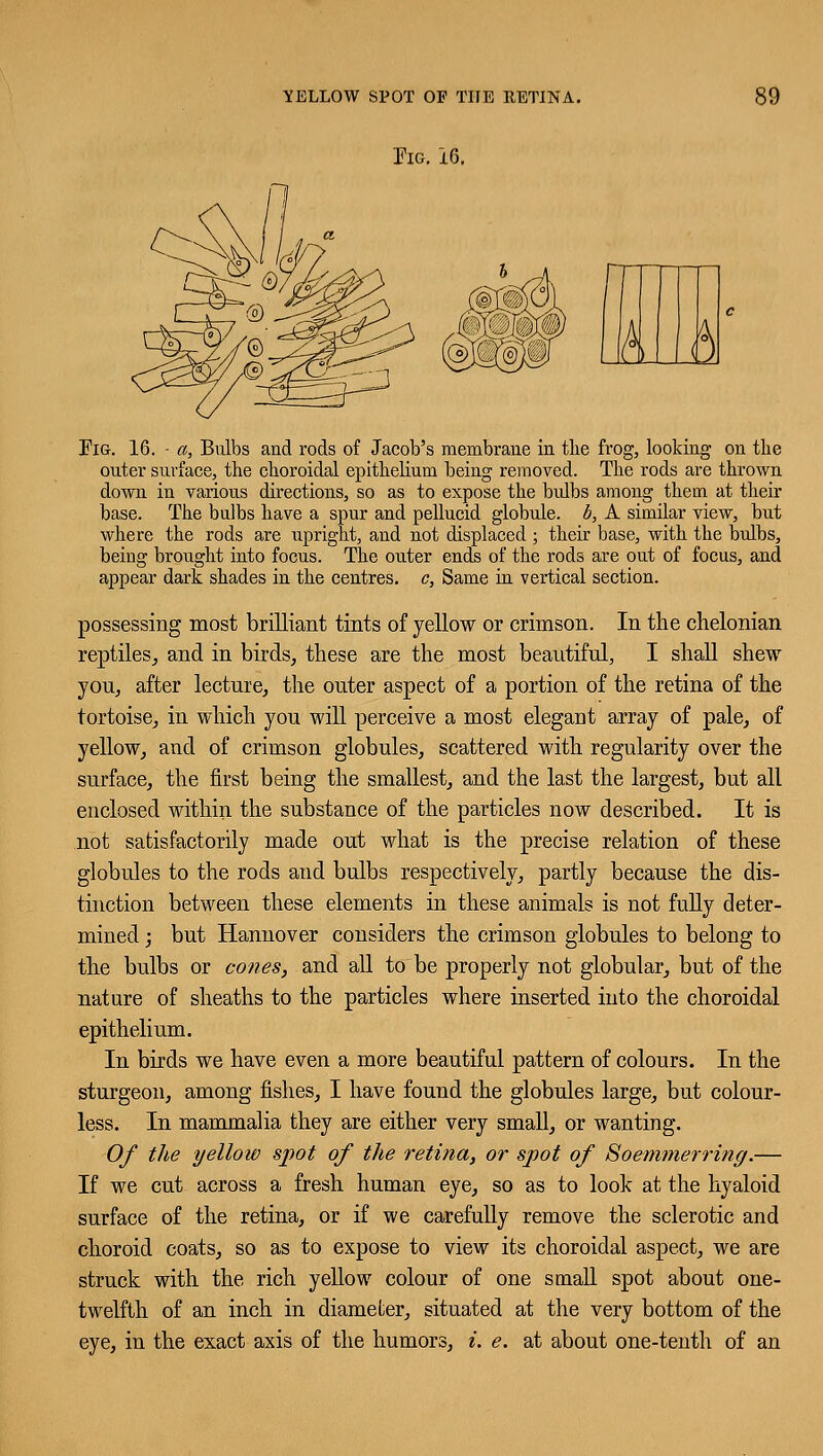 yellow spot of the retina. Fig. 16. 89 Fig. 16. -a, Bulbs and rods of Jacob's membrane in the frog, looking on the outer surface, the choroidal epithelium being removed. The rods are thrown down in various directions, so as to expose the bulbs among them at their base. The bulbs have a spur and pellucid globule, b, A similar view, but where the rods are upright, and not displaced ; their base, with the bulbs, being brought into focus. The outer ends of the rods are out of focus, and appear dark shades in the centres, c, Same in vertical section. possessing most brilliant tints of yellow or crimson. In the chelonian reptiles, and in birds, these are the most beautiful, I shall shew you, after lecture, the outer aspect of a portion of the retina of the tortoise, in which you will perceive a most elegant array of pale, of yellow, and of crimson globules, scattered with regularity over the surface, the first being the smallest, and the last the largest, but all enclosed within the substance of the particles now described. It is not satisfactorily made out what is the precise relation of these globules to the rods and bulbs respectively, partly because the dis- tinction between these elements in these animals is not fully deter- mined ; but Hannover considers the crimson globules to belong to the bulbs or cones, and all to be properly not globular, but of the nature of sheaths to the particles where inserted into the choroidal epithelium. In birds we have even a more beautiful pattern of colours. In the sturgeon, among fishes, I have found the globules large, but colour- less. In mammalia they are either very small, or wanting. Of the yellow spot of the retina, or spot of Soemmerring.— If we cut across a fresh human eye, so as to look at the hyaloid surface of the retina, or if we carefully remove the sclerotic and choroid coats, so as to expose to view its choroidal aspect, we are struck with the rich yellow colour of one small spot about one- twelfth of an inch in diameter, situated at the very bottom of the
