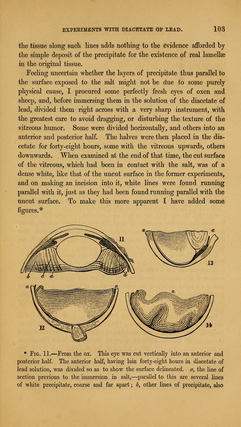 the tissue along such lines adds nothing to the evidence afforded by the simple deposit of the precipitate for the existence of real lamellae in the original tissue. Peeling uncertain whether the layers of precipitate thus parallel to the surface exposed to the salt might not be due to some purely physical cause, I procured some perfectly fresh eyes of oxen and sheep, and, before immersing them in the solution of the diacetate of lead, divided them right across with a very sharp instrument, with the greatest care to avoid dragging, or disturbing the texture of the vitreous humor. Some were divided horizontally, and others into an anterior and posterior half. The halves were then placed in the dia- cetate for forty-eight hours, some with the vitreous upwards, others downwards. When examined at the end of that time, the cut surface of the vitreous, which had been in contact with the salt, was of a dense white, like that of the uncut surface in the former experiments, and on making an incision into it, white lines were found running parallel with it, just as they had been found running parallel with the uncut surface. To make this more apparent I have added some figures.* * Tig. 11.—From the ox. This eye was cut vertically into an anterior and posterior half. The anterior half, having lain forty-eight hours in diacetate of lead solution, was divided so as to show the surface delineated, a, the line of section previous to the immersion in salt,—parallel to this are several lines of white precipitate, coarse and far apart; b, other lines of precipitate, also