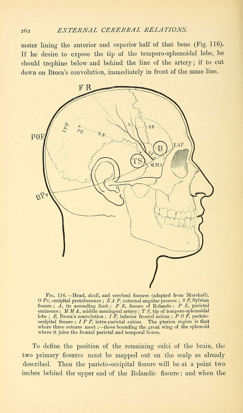 inater lining the anterior and superior half of that bone (Fig. 116). If he desire to expose the tip of the temporo-sphenoidal lobe, he should trephine below and behind the line of the artery; if to cut down on Broca's convolution, immediately in front of the same line. FR POF Fig. 116.—Head, skull, and cerebral fissures (adapted from Marshall). 0 Pr, occipital protuberance ; EA P, external angular process ; S F, Sylvian fissure ; A, its ascending limb ; F R, fissure of Rolando ; P E, parietal eminence; MM A, middle meningeal artery; T S, tip of temporo-sphenoidal lobe ; B, Broca's convolution ; / F, inferior frontal sulcus ; P 0 F, parieto- occipital fissure ; I F F, intra-parietal sulcus. The pterion region is that where three sutures meet ;—those bounding the great wing of the sphenoid where it joins the frontal parietal and temporal bones. To define the position of the remaining sulci of the brain, the two primary fissures must be mapped out on the scalp as already described. Then the parieto-occipital fissure will be at a point two inches behind the upper end of the Eolandic fissure; and when the