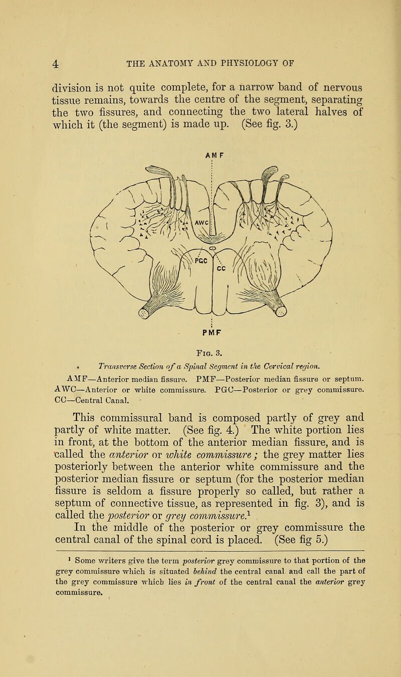 division is not quite complete, for a narrow band of nervous tissue remains, towards the centre of the segment, separating the two fissures, and connecting the two lateral halves of which it (the segment) is made up. (See fig. 3.) PMF Fig. 3. Transverse Section of a Spinal Segment in the Cervical region. AMF—Anterior median fissure. PMF—Posterior median fissure or septum. AWC—Anterior or white commissure. PGO—Posterior or grey commissure. CO—Central Canal. This commissural band is composed partly of grey and partly of white matter. (See fig. 4.) The white portion lies in front, at the bottom of the anterior median fissure, and is called the anterior or white commissure ; the grey matter lies posteriorly between the anterior white commissure and the posterior median fissure or septum (for the posterior median fissure is seldom a fissure properly so called, but rather a septum of connective tissue, as represented in fig. 3), and is called the posterior or grey commissure} In the middle of the posterior or grey commissure the central canal of the spinal cord is placed. (See fig 5.) 1 Some writers give the term posterior grey commissure to that portion of the grey commissure which is situated behind the central canal and call the part of the grey commissure which lies in front of the central canal the anterior grey commissure.