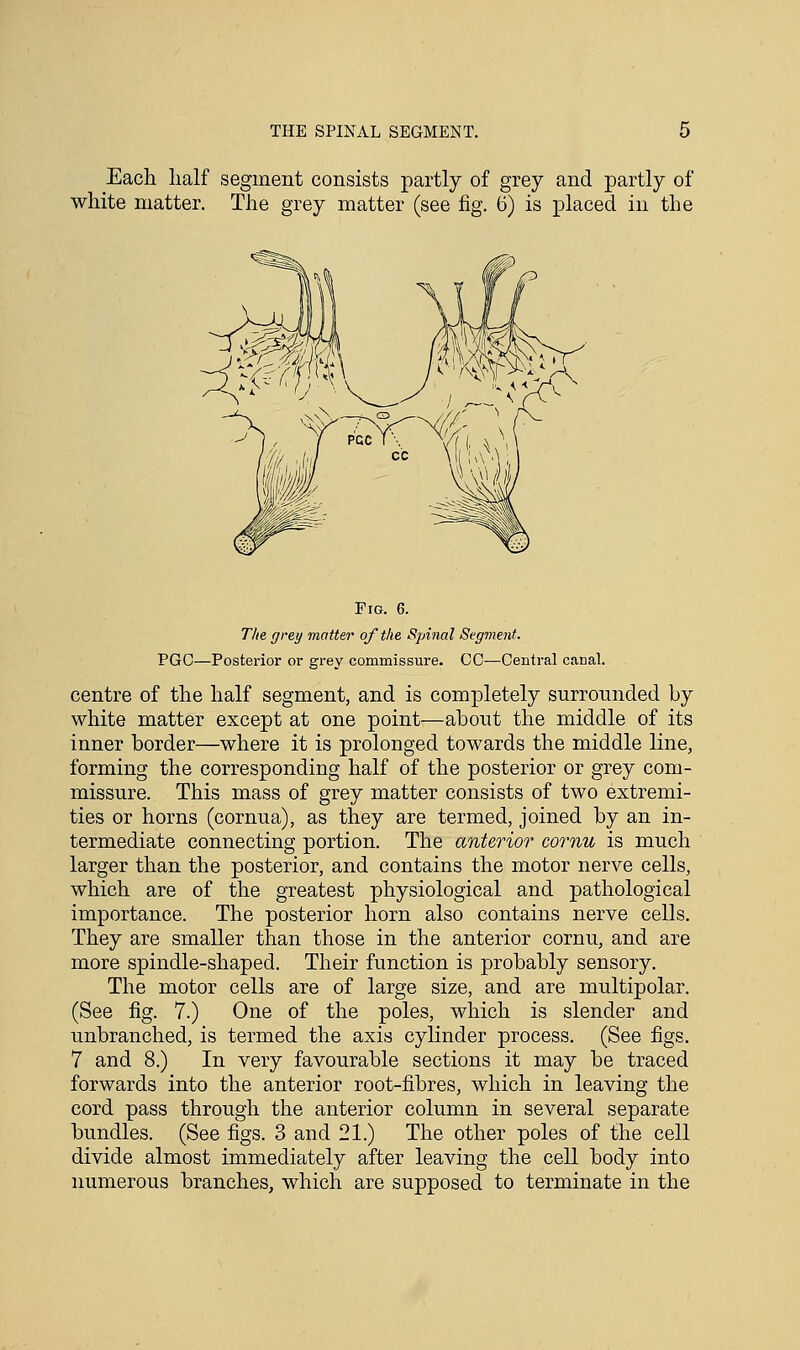 Each half segment consists partly of grey and partly of white matter. The grey matter (see fig. 6) is placed in the Pig. 6. The grey matter of the Spinal Segment. PGC—Posterior or grey commissure. CC—Central canal. centre of the half segment, and is completely surrounded by white matter except at one point—about the middle of its inner border—where it is prolonged towards the middle line, forming the corresponding half of the posterior or grey com- missure. This mass of grey matter consists of two extremi- ties or horns (cornua), as they are termed, joined by an in- termediate connecting portion. The anterior cornu is much larger than the posterior, and contains the motor nerve cells, which are of the greatest physiological and pathological importance. The posterior horn also contains nerve cells. They are smaller than those in the anterior cornu, and are more spindle-shaped. Their function is probably sensory. The motor cells are of large size, and are multipolar. (See fig. 7.) One of the poles, which is slender and unbranched, is termed the axis cylinder process. (See figs. 7 and 8.) In very favourable sections it may be traced forwards into the anterior root-fibres, which in leaving the cord pass through the anterior column in several separate bundles. (See figs. 3 and 21.) The other poles of the cell divide almost immediately after leaving the cell body into numerous branches, which are supposed to terminate in the