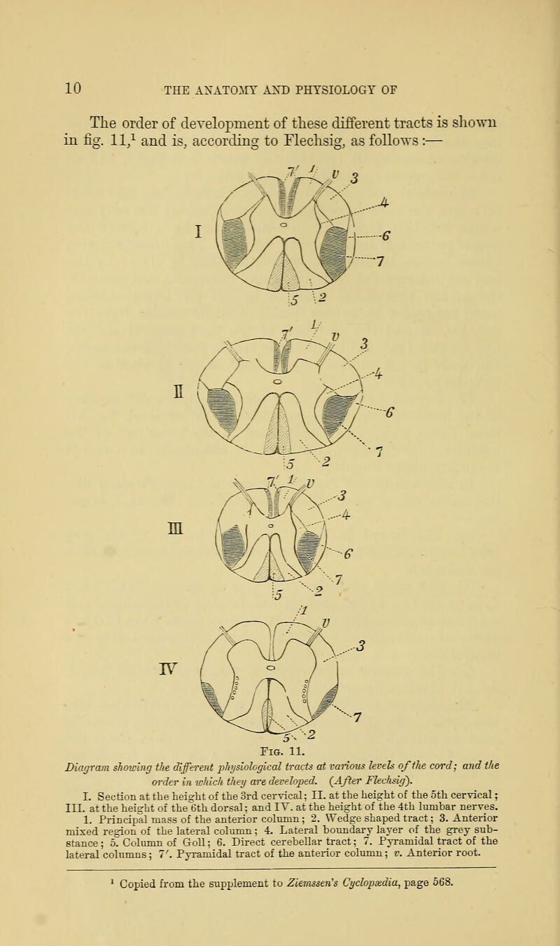 The order of development of these different tracts is shown in fig. II,1 and is, according to Flechsig, as follows :— .7' 4 E 111 IV Fig. 11. Diagram showing the different physiological tracts at various levels of the cord; and the order in which they are developed. {After Flecksig). I. Section at the height of the 3rd cervical; II. at the height of the 5th cervical; III. at the height of the6th dorsal; and IV. at the height of the 4th lumbar nerves. 1. Principal mass of the anterior column ; 2. Wedge shaped tract; 3. Anterior mixed region of the lateral column; 4. Lateral houndary layer of the grey sub- stance ; 5. Column of Goll; 6. Direct cerebellar tract; 7. Pyramidal tract of the lateral columns; 7'. Pyramidal tract of the anterior column; v. Anterior root. 1 Copied from the supplement to Ziemsseti's Cyclopxdia, page 568.