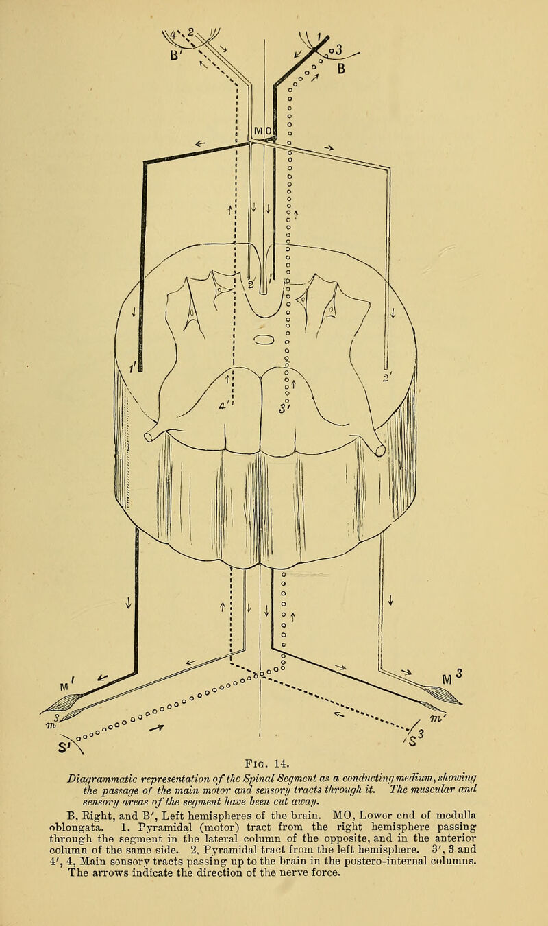 Diagrammatic representation of the Spinal Segment as a conducting medium, showing the passage of the main motor and sensory tracts through it. The muscular and sensory areas of the segment have been cut away. B, Eight, and B', Left hemispheres of the brain. MO, Lower end of medulla oblongata. 1, Pyramidal (motor) tract from the right hemisphere passing through the segment in the lateral column of the opposite, and in the anterior column of the same side. 2, Pyramidal tract from the left hemisphere. 3', 3 and 4', 4, Main sensory tracts passing up to the brain in the postero-internal columns. The arrows indicate the direction of the nerve force.