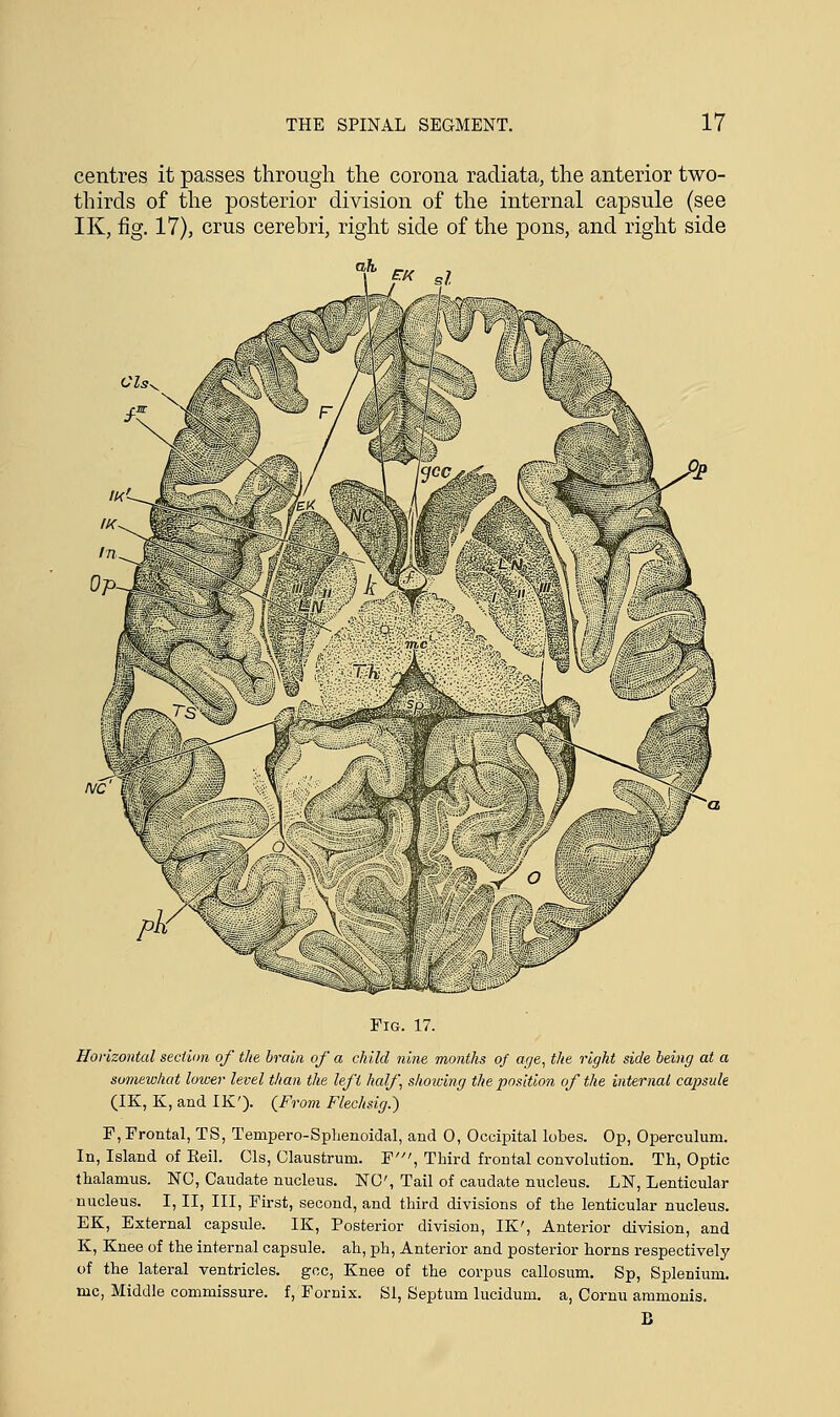 centres it passes through the corona radiata, the anterior two- thirds of the posterior division of the internal capsule (see IK, fig. 17), crus cerebri, right side of the pons, and right side Fig. 17. Horizontal section of the. brain of a child nine months of age, the right side being at a somewhat lower level than the left half showing the position of the internal capsule (IK, K, and IK'). {From Flechsig.) F, Frontal, TS, Tempero-Sphenoidal, and 0, Occipital lobes. Op, Operculum. In, Island of Reil. Cls, Claustrum. F', Third frontal convolution. Th, Optic thalamus. NO, Caudate nucleus. NO', Tail of caudate nucleus. LN, Lenticular nucleus. I, II, III, First, second, and third divisions of the lenticular nucleus. EK, External capsule. IK, Posterior division, IK', Anterior division, and K, Knee of the internal capsule, ah, ph, Anterior and posterior horns respectively of the lateral ventricles, gcc, Knee of the corpus callosum. Sp, Splenium. mc, Middle commissure, f, Fornix. SI, Septum lucidum. a, Cornu ammonis. B