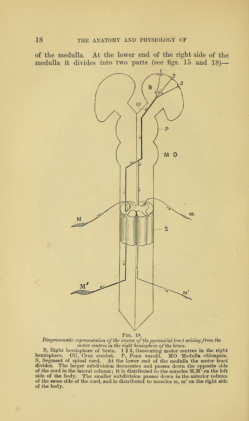 of the medulla. At the lower end of the right side of the medulla it divides into two parts (see figs. 15 and 18)— i Fig. 18. Diagrammatic representation of the course of the pyramidal trait arising from the motor centres In the right hemisphere of the brain. B, Right hemisphere of brain. 12 3, Generating motor centres in the right hemisphere. CO, Cms cerebri. P, Pons varolii. MO Medulla oblongata. S, Segment of spinal cord. At the lower end of the medulla the motor tract divides. The larger subdivision decussates and passes down the opposite side of the cord in the lateral column; it is distributed to the muscles M,M' on the left side of the body. The smaller subdivision passes down in the anterior column of the same side of the cord, and is distributed to muscles m, m' on the right side of the body.