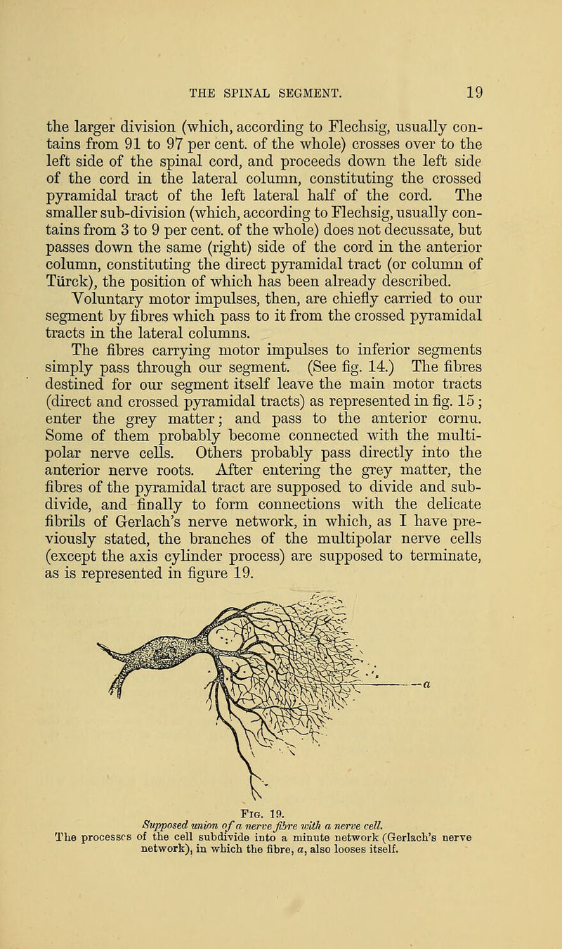 the larger division (which, according to Flechsig, usually con- tains from 91 to 97 per cent, of the whole) crosses over to the left side of the spinal cord, and proceeds down the left side of the cord in the lateral column, constituting the crossed pyramidal tract of the left lateral half of the cord. The smaller sub-division (which, according to Flechsig, usually con- tains from 3 to 9 per cent, of the whole) does not decussate, but passes down the same (right) side of the cord in the anterior column, constituting the direct pyramidal tract (or column of Tiirck), the position of which has been already described. Voluntary motor impulses, then, are chiefly carried to our segment by fibres which pass to it from the crossed pyramidal tracts in the lateral columns. The fibres carrying motor impulses to inferior segments simply pass through our segment. (See fig. 14.) The fibres destined for our segment itself leave the main motor tracts (direct and crossed pyramidal tracts) as represented in fig. 15; enter the grey matter; and pass to the anterior cornu. Some of them probably become connected with the multi- polar nerve cells. Others probably pass directly into the anterior nerve roots. After entering the grey matter, the fibres of the pyramidal tract are supposed to divide and sub- divide, and finally to form connections with the delicate fibrils of Gerlach's nerve network, in which, as I have pre- viously stated, the branches of the multipolar nerve cells (except the axis cylinder process) are supposed to terminate, as is represented in figure 19. Fig. 19. Supposed union of a nerve fibre with a nerve cell. The processes of the cell subdivide into a minute network (Gerlach's nerve network), in which the fibre, a, also looses itself.