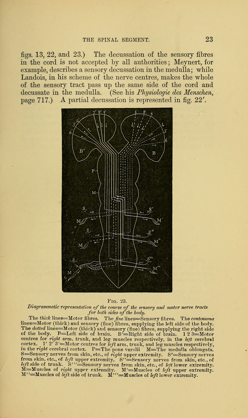 figs. 13, 22, and 23.) The decussation of the sensory fibres in the cord is not accepted by all authorities; Meynert, for example, describes a sensory decussation in the medulla; while Landois, in his scheme of the nerve centres, makes the whole of the sensory tract pass up the same side of the cord and decussate in the medulla. (See his Physiologie des Menschen, page 717.) A partial decussation is represented in fig. 22'. Fig. 23. Diagrammatic representation of the course of the sensory and motor nerve tracts for both sides of the body. The thick lines=Motor fibres. Thei/?«elines=Sensory fibres. The continuous lines=Motor (thick) and sensory (fine) fibres, supplying the left side of the body. The dotted lines=Motor (thick) and sensory (Que) fibres, supplying the right side of the body. _ P=Left side of brain. B'=Right side of brain. 1 2 3=Motor centres for right arm, trunk, and leg muscles respectively, in the left cerebral cortex. 1' 2' 3'=Motor centres for left arm, trunk, and leg muscles respectively, in the right cerebral cortex. P=The pons varolii M=The medulla oblongata. S=Sensory nerves from skin, etc., of right upper extremity. S'=Sensory nerves fromskin, etc., of left upper extremity. S=Sensory nerves from skin, etc., of left side of trunk. S'=Sensory nerves from skin, etc., of left lower extremity. M=Muscles of right upper extremity. M'=Muscles of left upper extremity. M=Muscles of left side of trunk. M'=Muscles of left lower extremity.