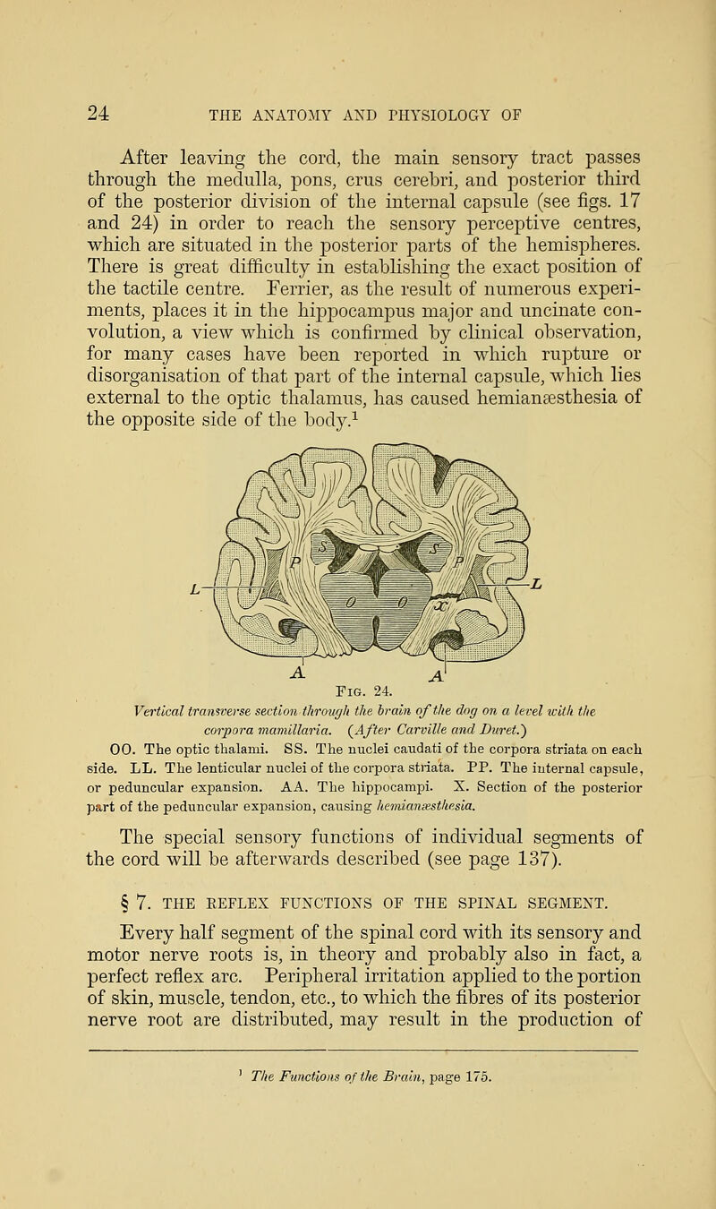 After leaving the cord, the main sensory tract passes through the medulla, pons, eras cerebri, and posterior third of the posterior division of the internal capsule (see figs. 17 and 24) in order to reach the sensory perceptive centres, which are situated in the posterior parts of the hemispheres. There is great difficulty in establishing the exact position of the tactile centre. Ferrier, as the result of numerous experi- ments, places it in the hippocampus major and uncinate con- volution, a view which is confirmed by clinical observation, for many cases have been reported in which rupture or disorganisation of that part of the internal capsule, which lies external to the optic thalamus, has caused hemianesthesia of the opposite side of the body.1 Pig. 24. Vertical transverse section through the brain of the dog on a level with the corpora mamillaria. {After Carville and Duret.~) 00. The optic thalanii. SS. The nuclei caudati of the corpora striata on each side. LL. The lenticular nuclei of the corpora striata. PP. The internal capsule, or peduncular expansion. AA. The hippocampi. X. Section of the posterior part of the peduncular expansion, causing hemianiesthesia. The special sensory functions of individual segments of the cord will be afterwards described (see page 137). § 7. THE KEFLEX FUNCTIONS OF THE SPINAL SEGMENT. Every half segment of the spinal cord with its sensory and motor nerve roots is, in theory and probably also in fact, a perfect reflex arc. Peripheral irritation applied to the portion of skin, muscle, tendon, etc., to which the fibres of its posterior nerve root are distributed, may result in the production of 1 The Functions of the Brain, page 175.