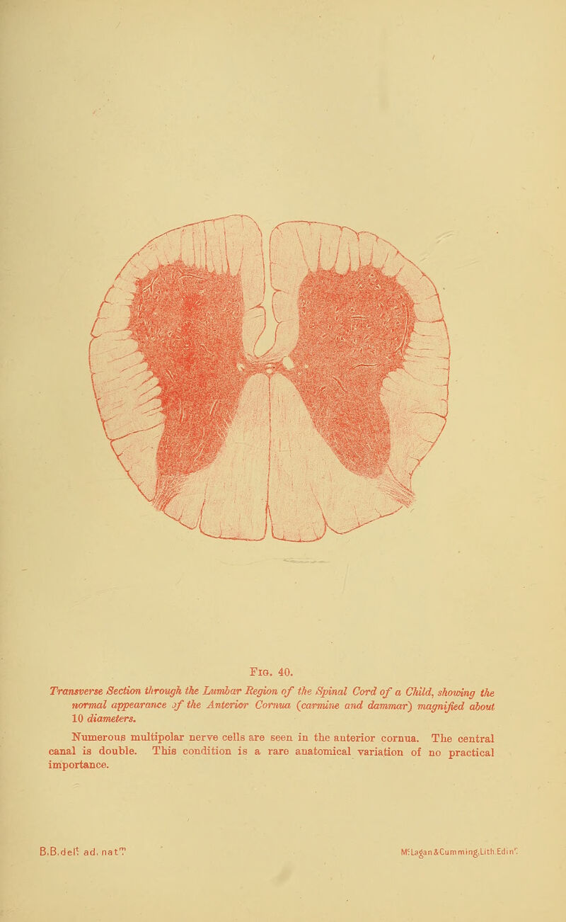 ) ( ~7 u. Fig. 40. Transverse Section through the Lumbar Region of the Spinal Cord of a Child, shomng the normal appearance if the Anterior Comma (carmine and dammar) magnified about 10 diameters. Numerous multipolar nerve cells are seen in the anterior cornua. The central canal is double. This condition is a rare anatomical variation of no practical importance.