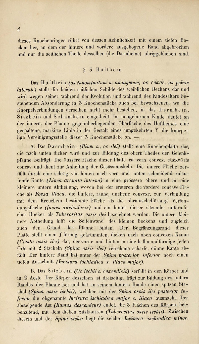 dieses Knochenringes rührt von dessen Aehnlichkeit nnit einem tiefen Be- cken her, an dem der hintere und vordere ausgebogene Rand abgebrochen und nur die seithehen Theile desselben (die Darmbeine) übriggebheben sind. §. 3. Hüftbein. Das Hüftbein (os innomlnatum s. anonymum, os coxae, os pelvis laterale) stellt die beiden seitlichen Schilde des weiblichen Beckens dar und wird wegen seiner während der Evolution und während des Kindesalters be- stehenden Absonderung in 5 Knochenstücke auch bei Erwachsenen, wo die Knorpelverbindungen derselben nicht mehr bestehen, in das Darmbein, Sitzbein und Schambein eingetheilt. Im neugebornen Kinde deutet an der innern, der Pfanne gegenüberliegenden Oberfläche des Hüftbeines eine gespaltene, markirte Linie in der Gestalt eines umgekehrten Y die knorpe- lige Vereinigungsstelle dieser 5 Knochenstücke an. — A. Das Darmbein, (Ilium, s., os ilei) stellt eine Knochenplatte dar, die nach unten dicker wird und zur Bildung des obern Theiles der Gelenk- pfanne beiträgt. Die äussere Fläche dieser Platte ist vorn convex, rückwärts concav und dient zur Anheftung der Gesässmuskeln. Die innere Fläche zer- fällt durch eine schräg von hinten nach vorn und unten schneidend zulau- fende Kante (Linea arcnata interna) in eine grössere obere und in eine kleinere untere Abthedung, wovon bei der ersteren die vordere concave Flä- che als Fossa iliaca, die hinlere, rauhe, unebene convexe, zur Verbindung mit dem Kreuzbein bestimmte Fläche als die ohrmuschelförmige Verbin- dungsfläche (facies auricnlaris) und ein hinter dieser sitzender unförmli- cher Höcker als Tuberositas ossis ilei bezeichnet werden. Die untere, klei- nere Abtheilung hilft die Seitenwand des kleinen Beckens und zugleich auch den Grund der Pfanne bilden. Der Begränzungsrand dieser Platte stellt einen / förmig gekrümmten, dicken nach oben convexen Kamm (Crista ossis ilei) dar, der vorne und hinten in eine halbmondförmige jeden Orts mit 2 Stacheln (Spina ossis ilei) versehene scharfe, dünne Kante ab- fällt. Der hintere Rand hat unter der Spina posterior inferior noch einen tiefen Ausschnitt (Incisura ischiadica s. iliaca major). B. Das Sitzb ein (Os ischiis. coxendicis) zerfällt in den Körper und in 2 Aeste. Der Körper desselben ist dreiseitig, trägt zur Bildung des untern Randes der Pfanne bei und hat an seinem hintern Rande einen spitzen Sta- chel (Spina ossis ischii), welcher mit der Spina ossis ilei posterior in- ferior die obgenannte Incisura ischiadica major s. iliaca ausmacht. Der absteigende Ast (Ramus descendens) endet, die 3 Flächen des Körpers bei- behaltend, mit dem dicken Sitzknorren (Tuberositas ossis ischii). Zwischen diesem und der Spina ischii liegt die seichte Incisura ischiadica minor.