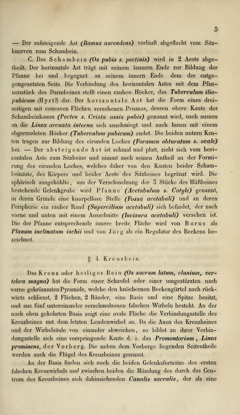 — Der aufsteigende Ast (Ramus ascendens) verlauft abgeflacht vom Sitz- knorren zum Schambein. C. Das Schambein (Os pubis s. pectims) wird in 2 Aeste abge- theilt. Der horizontale Ast trägt mit seinem äussern Ende zur Bildung der Pfanne bei und begegnet an seinem innern Ende dem der entge- gengesetzten Seite. Die Verbindung des horizontalen Astes mit dem Pfan- nenstück des Darmbeines stellt einen rauhen Höcker, das Tuberculum ilio- pubictim (Eyrtl) dar. Der horizontale Ast hat die Form eines drei- seitigen mit concaven Flächen versehenen Prismas, dessen obere Kante der Schambeinkamm (Pecten s. Crista ossis pubis) genannt wird, nach aussen an die Linea arcuata interna sich anschmiegt und nach Innen mit einem abgerundeten Höcker (^Tuberculum pubicum) endet. Die beiden untern Kan- ten tragen zur Bildung des eirunden Loches (Foramen obfuratum s. ovale) bei. — Der absteigende Ast ist schmal und platt, zieht sich vom hori- zontalen Aste zum Sitzbeine und nimmt auch seinen Antheil an der Formi- rung des eirunden Loches, welches daher von den Kanten beider Scham- beinäste, des Körpers und beider Aeste des Sitzbeines begränzt wird. Die sphärisch ausgehöhlte, aus der Verschmelzung der 3 Stücke des Hüftbeines bestehende Gelenkgrube wird Pfanne (Acetabtilum s. Cofylc) genannt, in deren Grunde eine knorpellose Stelle (Fossa acetabuli) und an deren Peripherie ein rauher Rand (Supercilinm acetabuli) sich befindet, der nach vorne und unten mit einem Ausschnitte (Incisura acetabuli) versehen ist. Die der Pfanne entsprechende innere breite Fläche wird von Burns als Planum inclinatum ischii und von Jörg als ein Regulator des Beckens be- zeichnet, |. 4. Kre uzbein. Das Kreuz oder heiliges Bein (Os sacrum latum, clunium, ver- tebra magna) hat die Form einer Schaufel oder einer umgestürzten nach vorne gekrümmten Pyramide, welche den knöchernen Beckengürtel nach rück- wärts schliesst, 2 Flächen, 2 Ränder, eine Basis und eine Spitze besitzt, und aus fünf untereinander verschmolzenen falschen Wirbeln besteht. An der nach oben gekehrten Basis zeigt eine ovale Fläche die Verbindungsstelle des Kreuzbeines mit dem letzten Lendenwirbel an. Da die Axen des Kreuzbeines und der Wirbelsäule von einander abweichen, so bildet an ihrer Verbin- dungsstelle sich eine vorspringende Kante d. i. das Promontorium, Linea prominens, der Vorberg. Die neben dem Vorberge liegenden Seitentheilc werden auch die Flügel des Kreuzbeines genannt. An der Basis finden sich noch die beiden Gelenksfortsätze des ersten falschen Kreuzwirbels und zwischen beiden die Mündung des durch das Cen- trum des Kreuzbeines sich dahinziehenden Canalis sacralis, der als eine