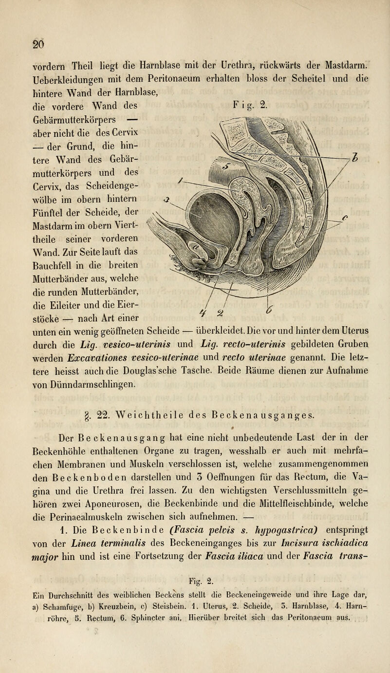 vordem Theil liegt die Harnblase mit der Urethra, rückwärts der Mastdarm. Ueberkleidungen mit dem Peritonaeum erhalten bloss der Scheitel und die hintere Wand der Harnblase, die vordere Wand des Gebärmutterkörpers — aber nicht die des Cervix — der Grund, die hin- tere Wand des Gebär- mutterkörpers und des Cervix, das Scheidenge- wölbe im obern hintern Fünftel der Scheide, der Mastdarm im obern Viert- theile seiner vorderen Wand. Zur Seite lauft das Bauchfell in die breiten Mutterbänder aus, welche die runden Mutterbänder, die Eileiter und die Eier- stöcke — nach Art einer unten ein wenig geöffneten Scheide — überkleidet. Die vor und hinter dem Uterus durch die Lig. vesico-uterinis und Lig. recto-uterinis gebildeten Gruben werden Excavationes vesico-nterinae und recto uterinae genannt. Die letz- tere heisst auch die Douglas'sche Tasche. Beide Räume dienen zur Aufnahme von Dünndarmschlingen. §. 22. Weichtheile des Beckenausganges. Der Beckenausgang hat eine nicht unbedeutende Last der in der Beckenhöhle enthaltenen Organe zu tragen, wesshalb er auch mit mehrfa- chen Membranen und Muskeln verschlossen ist, welche zusammengenommen den Beckenboden darstellen und 3 Oeffhungen für das Rectum, die Va- gina und die Urethra frei lassen. Zu den wichtigsten Verschlussmitteln ge- hören zwei Aponeurosen, die Beckenbinde und die Mittelfleischbinde, welche die Perinaealmuskeln zwischen sich aufnehmen. — i. Die Beckenbinde (Fascia pelms s. hypogastrica) entspringt von der Linea terminalis des Beckeneinganges bis zur Ineisura ischiadica major hin und ist eine Fortsetzung der Fascia iliaca und der Fascia trans- Fig. 2. Ein Durchschnitt des weiblichen Beckens stellt die Beckeneingeweide und ihre Lage dar, a) Schamfuge, b) Kreuzbein, c) Steisbein. 1. Uterus, 2. Scheide, 5. Harnblase, A. Harn- röhre, 5. Rectum, 6. Sphincter ani. Hierüber breitet sich das Peritonaeum aus.