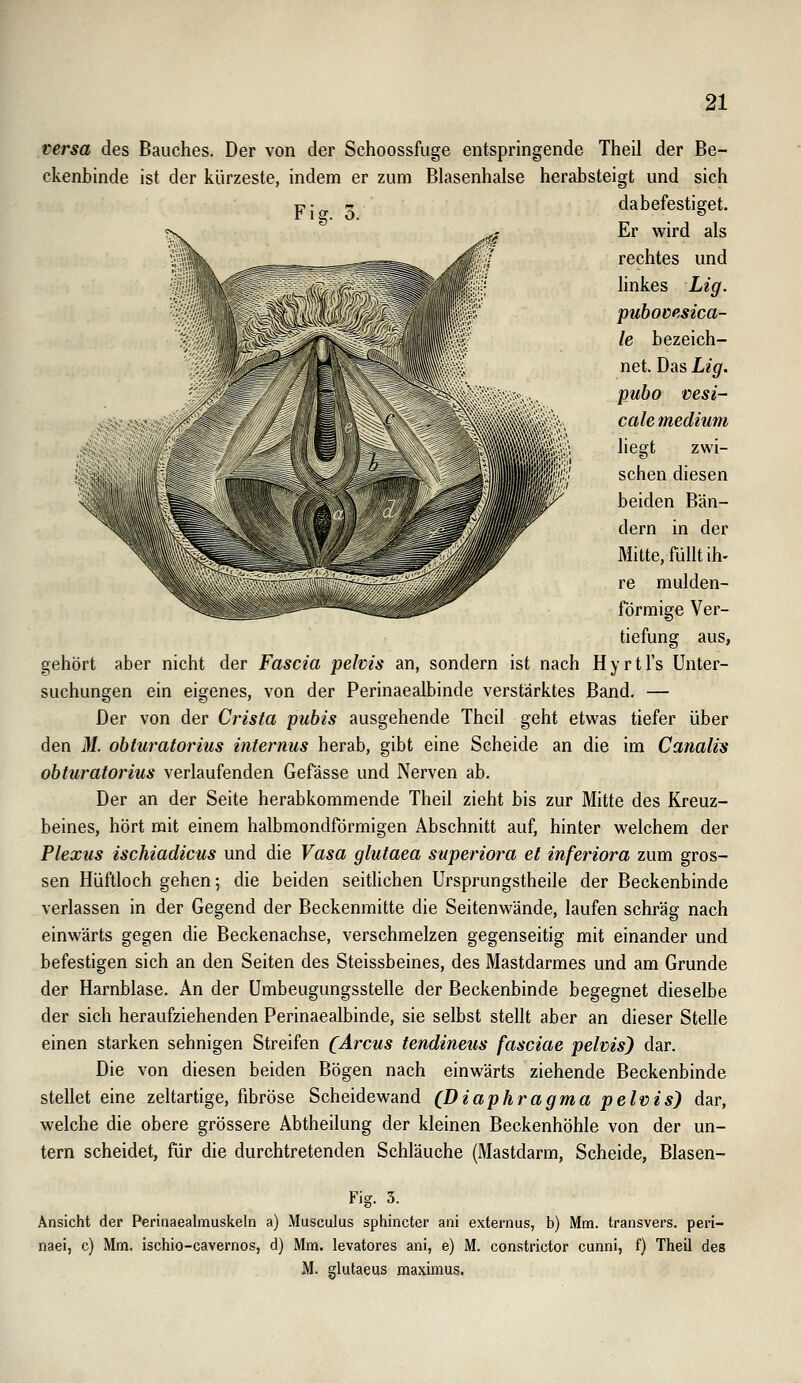 Fig. 3. versa des Bauches. Der von der Schoossfuge entspringende Theil der Be- ckenbinde ist der kürzeste, indem er zum Blasenhalse herabsteigt und sich dabefestiget. Er wird als rechtes und linkes Lig. puhomsica- le bezeich- net. Das Lig. pubo cesi- cale medium liegt zwi- schen diesen beiden Bän- dern in der Mitte, füllt ih- re mulden- förmige Ver- tiefung aus, gehört aber nicht der Fascia peius an, sondern ist nach Hyrtl's Unter- suchungen ein eigenes, von der Perinaealbinde verstärktes Band, — Der von der Crista puhis ausgehende Thcil geht etwas tiefer über den M. ohturatorius internus herab, gibt eine Scheide an die im Canalis obturatorius verlaufenden Gefässe und Nerven ab. Der an der Seite herabkommende Theil zieht bis zur Mitte des Kreuz- beines, hört mit einem halbmondförmigen Abschnitt auf, hinter welchem der Plexus ischiadicus und die Vasa glutaea superiora et inferiora zum gros- sen Hüftloch gehen; die beiden seitlichen Ursprungstheüe der Beckenbinde verlassen in der Gegend der Beckenmitte die Seitenwände, laufen schräg nach einwärts gegen die Beckenachse, verschmelzen gegenseitig mit einander und befestigen sich an den Seiten des Steissbeines, des Mastdarmes und am Grunde der Harnblase. An der ümbeugungsstelle der Beckenbinde begegnet dieselbe der sich heraufziehenden Perinaealbinde, sie selbst stellt aber an dieser Stelle einen starken sehnigen Streifen (Arcus tendineus fasciae pelvis) dar. Die von diesen beiden Bögen nach einwärts ziehende Beckenbinde stellet eine zeltartige, fibröse Scheidewand (Diaphragma pelvis) dar, welche die obere grössere Abtheilung der kleinen Beckenhöhle von der un- tern scheidet, für die durchtretenden Schläuche (Mastdarm, Scheide, Blasen- Fig. 3. Ansicht der Perinaealmuskeln a) ^Musculus sphincter ani externus, b) Mm. transvers. peri- naei, c) Mm. ischio-cavernos, d) Mm. levatores ani, e) M. constrictor cunni, f) Theil des M. glutaeus maximus.