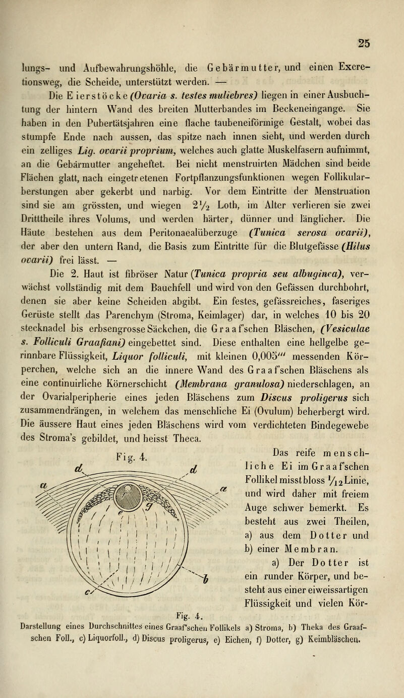 ®5 längs- und Aufbewahrungshöhle, die Gebärmutter, und einen Excre- tionsweg, die Scheide, unterstützt werden. — Die E ierstöcke^Oüan« s. festes muliebres) Hegen in einer Ausbuch- tung der hintern Wand des breiten Mutterbandes im Beckeneingange. Sie haben in den Pubertätsjahren eine flache taubeneiförmige Gestalt, wobei das stumpfe Ende nach aussen, das spitze nach innen sieht, und werden durch ein zelliges Lig. ovarii proprium, welches auch glatte Muskelfasern aufnimmt, an die Gebärmutter angeheftet. Bei nicht menstruirten Mädchen sind beide Flächen glatt, nach eingetretenen Fortpflanzungsfunktionen wegen Follikular- berstungen aber gekerbt und narbig. Vor dem Eintritte der Menstruation sind sie am grössten, und wiegen SVo Loth, im Alter verlieren sie zwei Dritttheile ihres Volums, und werden härter, dünner und länglicher. Die Häute bestehen aus dem Peritonaealüberzuge (Tunica serosa ovarii), der aber den untern Piand, die Basis zum Eintritte für die Blutgefässe (Hilus ocarii) frei lässt. — Die 2. Haut ist fibröser Natur {Tunica propria seu albuginea), ver- wächst vollständig mit dem Bauchfell und wird von den Gefässen durchbohrt, denen sie aber keine Scheiden abgibt. Ein festes, gefässreiches, faseriges Gerüste stellt das Parenchym (Stroma, Keimlager) dar, in welches 10 bis 20 Stecknadel bis erbsengrosseSäckchen, die Graafschen Bläschen, (Vesiculae s. Folliculi GraafianiJ eingebettet sind. Diese enthalten eine hellgelbe ge- rinnbare Flüssigkeit, Liquor folliculi, mit kleinen 0,005' messenden Kör- perchen, welche sich an die innere Wand des Graafschen Bläschens als eine continuirliche Körnerschicht (Membrana granulosa) niederschlagen, an der Ovarialperipherie eines jeden Bläschens zum Discus proligerus sich zusammendrängen, in welchem das menschhche Ei (Ovulum) beherbergt wird. Die äussere Haut eines jeden Bläschens wird vom verdichteten Bindegewebe des Stroma's gebildet, und heisst Theca. pj i Das reife mensch- ^ licheEiimGraa f sehen Follikel misstbloss Vi2L'inie, und wird daher mit freiem Auge schwer bemerkt. Es besteht aus zwei Theilen, a) aus dem Dotter und b) einer Membran, a) Der Dotter ist ein runder Körper, und be- steht aus einer eiweissartigen Flüssigkeit und vielen Kör- Fig. 4. Darstellung eines Durchschnittes eines Graafscheu Follikels a) Stroma, b) Theka des Graaf- schen Fol]., c) Liquorfoll., d) Discus proligerus, e) Eichen, f) Dotter, g) Keimblasche«.