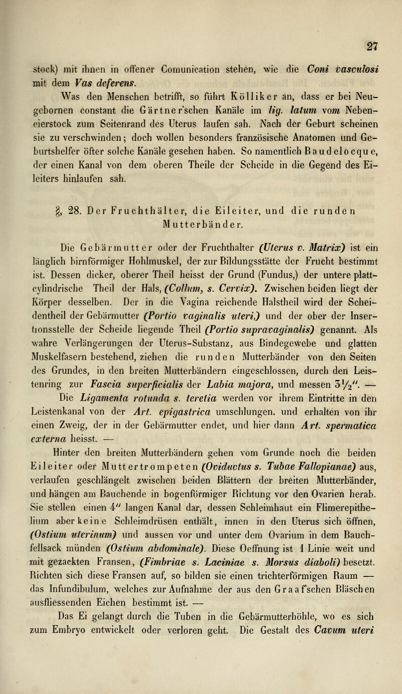 stock) mit ihnen in offener Comunication stehen, wie die Coni vasculosi mit dem Vas deferens. Was den Menschen betrifft, so führt Kölliker an, dass er bei Neu- gcbornen constant die Gärtner'schen Kanäle im Hg. latum vom Neben- eierstock zum Seitenrand des Uterus laufen sah. Nach der Geburt scheinen sie zu verschwinden; doch wollen besonders französische Anatomen und Ge- burtshelfer öfter solche Kanäle gesehen haben. So namentlich Baudelocque, der einen Kanal von dem oberen Theile der Scheide in die Gegend des Ei- leiters hinlaufen sah. §, 28. Der Fruchthälter, die Eileiter, und die runden Mutterbänder. Die Gebärmutter oder der Fruchthalter (Uterus v. Matrix) ist ein länglich birnformiger Hohlmuskel, der zur Bildungsstätte der Frucht bestimmt ist. Dessen dicker, oberer Theil heisst der Grund (Fundus,) der untere platt- cylindrische Theil der Hals, (Collum, s. Cernix). Zwischen beiden liegt der Körper desselben. Der in die Vagina reichende Halstheil wird der Schei- dentheil der Gebärmutter (Portio vaginalis uteri,) und der ober der Inser- tionsstelle der Scheide liegende Theil (Portio siipracaginalis) genannt. Als wahre Verlängerungen der Uterus-Substanz, aus Bindegewebe und glatten Muskelfasern bestehend, ziehen die runden Mutterbänder von den Seiten des Grundes, in den breiten Mutterbändern eingeschlossen, durch den Leis- tenring zur Fascia superficialis der Labia majora, und messen 3^2. — Die Ligamenta rotunda s. teretia werden vor ihrem Eintritte in den Leistenkanal von der Art. epigastrica umschlungen, und erhalten von ihr einen Zweig, der in der Gebärmutter endet, und hier dann Art. spermatica externa heisst. — Hinter den breiten Mutterbändern gehen vom Grunde noch die beiden Eileiter oder Mutt er trompeten (Ociducfus s. Tubae Fallopianae) aus, verlaufen geschlängelt zwischen beiden Blättern der breiten Mutterbänder, und hängen am Bauchende in bogenförmiger Richtung vor den Ovarien herab. Sie stellen einen 4 langen Kanal dar, dessen Schleimhaut ein Flimerepithe- lium aber keine Schleimdrüsen enthält, innen in den Uterus sich öffnen, (Ostium uterinum) und aussen vor und unter dem Ovarium in dem Bauch- fellsack münden (Ostium abdominale). Diese Oeffnung ist 1 Linie weit und mit gezackten Fransen, (Fimbriae s. Laciniae s. Morsus diaboli) besetzt Richten sich diese Fransen auf, so bilden sie einen trichterförmigen Raum — das Infundibulum, welches zur Aufnahme der aus den Graafschen Bläschen ausfliessenden Eichen bestimmt ist. — Das Ei gelangt durch die Tuben in die Gebärmutterhöhle, wo es sich zum Embryo entwickelt oder verloren geht. Die Gestalt des Canum uteri