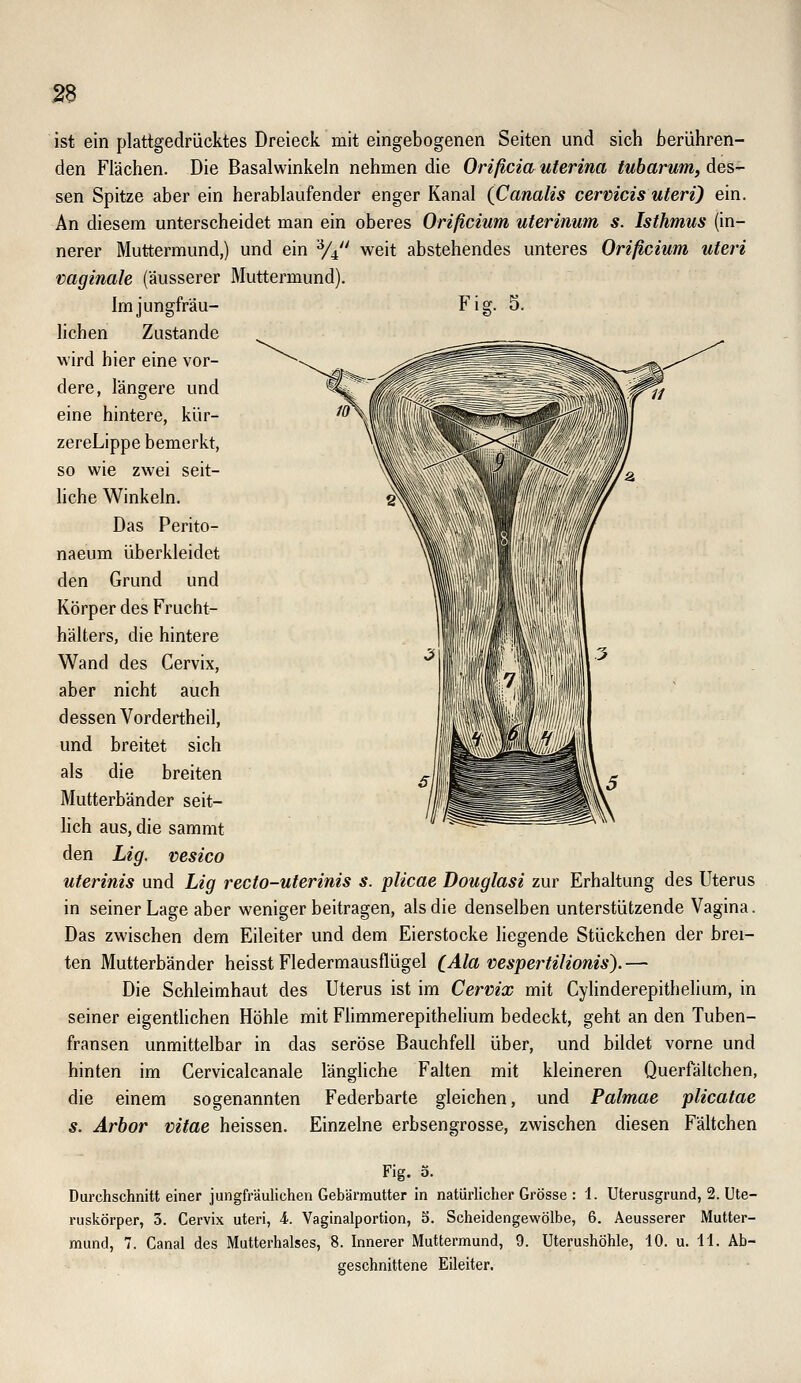 m ist ein plattgedrücktes Dreieck mit eingebogenen Seiten und sich berühren- den Flächen. Die Basalwinkeln nehmen die Orißcia uterina tubarum, des- sen Spitze aber ein herablaufender enger Kanal (Canalis cermcis uteri) ein. An diesem unterscheidet man ein oberes Orißcium uterinum s. Isthmus (in- nerer Muttermund,) und ein ^4 weit abstehendes unteres Orißcium uteri vaginale (äusserer Muttermund). Im Jungfrau- Fig. 5. liehen Zustande wird hier eine vor- dere, längere und eine hintere, kür- zereLippe bemerkt, so wie zwei seit- hche Winkeln. Das Perito- naeum überkleidet den Grund und Körper des Frucht- hälters, die hintere Wand des Cervix, aber nicht auch dessen Vordertheil, und breitet sich als die breiten Mutterbänder seit- lich aus, die sammt den Lig. vesico uterinis und Lig recto-uterinis s. plicae Douglasi zur Erhaltung des Uterus in seiner Lage aber weniger beitragen, als die denselben unterstützende Vagina. Das zwischen dem Eileiter und dem Eierstocke liegende Stückchen der brei- ten Mutterbänder heisst Fledermausflügel (Ala mspertilionis).— Die Schleimhaut des Uterus ist im Cervix mit Cylinderepithelium, in seiner eigentUchen Höhle mit Flimmerepithelium bedeckt, geht an den Tuben- fransen unmittelbar in das seröse Bauchfell über, und bildet vorne und hinten im Cervicalcanale länghche Falten mit kleineren Querfältchen, die einem sogenannten Federbarte gleichen, und Palmae plicatae s. Arhor vitae heissen. Einzelne erbsengrosse, zwischen diesen Fältchen Fig. 5. Durchschnitt einer jungfräulichen Gebärmutter in natürlicher Grösse : 1. Uterusgrund, 2. Ute- ruskörper, 3. Cervix uteri, i. Vaginalportion, S. Scheidengewölbe, 6. Aeusserer Mutter- mund, 7. Canal des Mutterhalses, 8. Innerer Muttermund, 9. Uterushöhle, 10. u. 11. Ab- geschnittene Eileiter.