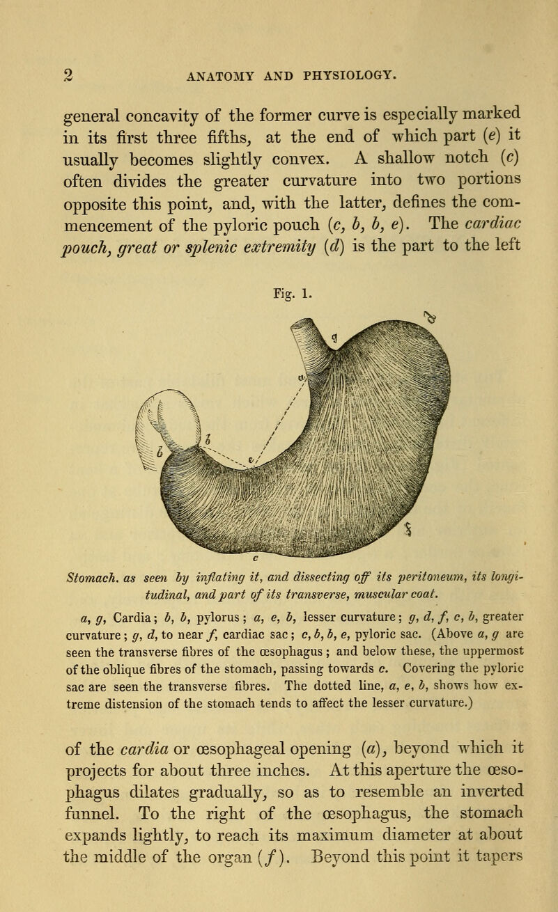 general concavity of the former curve is especially marked in its first three fifths, at the end of which part (e) it usually becomes slightly convex. A shallow notch (c) often divides the greater curvature into two portions opposite this point, and, with the latter, defines the com- mencement of the pyloric pouch (c, b, b, e). The cardiac 'pouchi great or splenic extremity (d) is the part to the left Fig. l. Stomach, as seen by inflating it, and dissecting off its peritoneum, its longi- tudinal, and part of its transverse, muscular coat. a, g, Cardia; b, b, pylorus ; a, e, b, lesser curvature; g, d, f, c, b, greater curvature; g, d, to near /, cardiac sac ; e, b, b, e, pyloric sac. (Above a, g are seen the transverse fibres of the oesophagus ; and below these, the uppermost of the oblique fibres of the stomach, passing towards c. Covering the pyloric sac are seen the transverse fibres. The dotted line, a, e, b, shows how ex- treme distension of the stomach tends to affect the lesser curvature.) of the cardia or oesophageal opening (a), beyond which it projects for about three inches. At this aperture the oeso- phagus dilates gradually, so as to resemble an inverted funnel. To the right of the oesophagus, the stomach expands lightly, to reach its maximum diameter at about the middle of the organ (/). Beyond this point it tapers