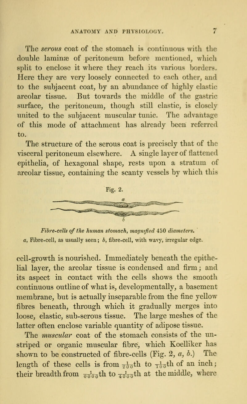 The serous coat of the stomach is continuous with the double lamina? of peritoneum before mentioned, which split to enclose it where they reach its various borders. Here they are very loosely connected to each other, and to the subjacent coat, by an abundance of highly elastic areolar tissue. But towards the middle of the gastric surface, the peritoneum, though still clastic, is closely united to the subjacent muscular tunic. The advantai of this mode of attachment has already been referred to. The structure of the serous coat is precisely that of the visceral peritoneum elsewhere. A single layer of flattened epithelia, of hexagonal shape, rests upon a stratum of areolar tissue, containing the scanty vessels by which thi> Fig. 2. Fibre-cells of the human stomach, magnified 450 diameters. a, Fibre-cell, as usually seen; b, fibre-cell, with wavy, irregular edge. cell-growth is nourished. Immediately beneath the epithe- lial layer, the areolar tissue is condensed and firin; and its aspect in contact with the cells shows the smooth continuous outline of what is, development ally, a basement membrane, but is actually inseparable from the fine yellow fibres beneath, through which it gradually merges into loose, elastic, sub-serous tissue. The large meshes of the latter often enclose variable quantity of adipose tissue. The muscular coat of the stomach consists of the un- striped or organic muscular fibre, which Koelliker has shown to be constructed of fibre-cells (Fig. 2, a, b.) The length of these cells is from gJoth to T&^th °f an incn > their breadth from 00Votn to tio otn at tne middle, where