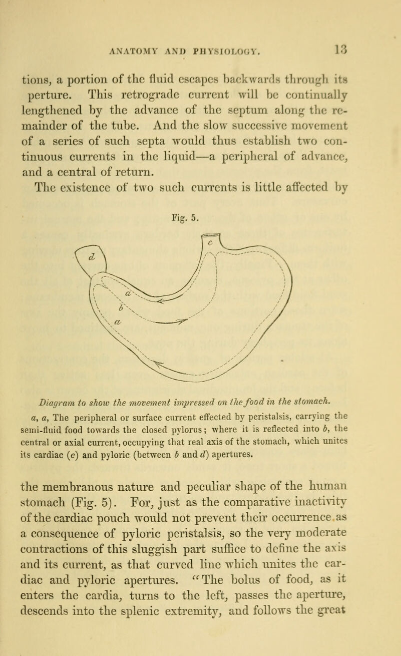 tions, a portion of the fluid escapes backwards through its pcrture. This retrograde current will be continually lengthened by the advance of the septum along the I mainder of the tube. And the slow successive movement of a series of such septa would thus establish two con- tinuous currents in the liquid—a peripheral of adranc and a central of return. The existence of two such currents is little affected lu- ng. 5. Diagram to show the movement impressed on the food in the stomach, a, a, The peripheral or surface current effected by peristalsis, carrying the semi-fluid food towards the closed pylorus; where it is reflected into b, the central or axial current, occupying that real axis of the stomach, which unites its cardiac (e) and pyloric (between b and d) apertures. the membranous nature and peculiar shape of the human stomach (Fig. 5). For, just as the comparative inactivity of the cardiac pouch would not prevent their occurrence as a consequence of pyloric peristalsis, so the very moderate contractions of this sluggish part suffice to define the axis and its current, as that curved line which unites the car- diac and pyloric apertures. The bolus of food, as it enters the cardia, turns to the left, passes the aperture, descends into the splenic extremity, and follows the great