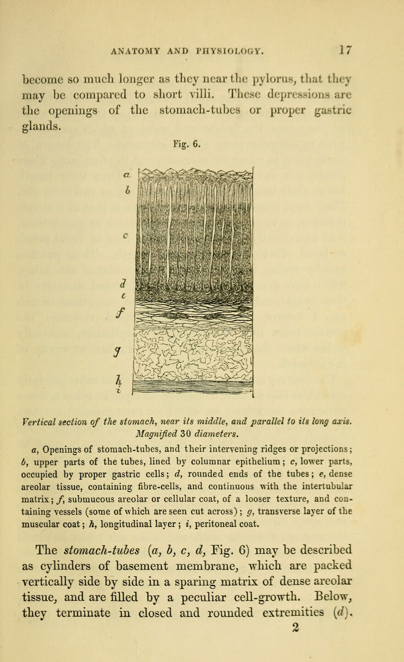 become so much longer as they near the pylorus, thai il. may be compared to short villi. These depressions the openings of the stomach-tubes or proper gastric glands. Fig. 6. Vertical section of the stomach, near its middle, and parallel to its long axis. Magnified 30 diameters. a, Openings of stomach-tubes, and their intervening ridges or projections; b, upper parts of the tubes, lined by columnar epithelium; c, lower parts, occupied by proper gastric cells; d, rounded ends of the tubes; e, dense areolar tissue, containing fibre-cells, and continuous with the intertubular matrix;/, submucous areolar or cellular coat, of a looser texture, and con- taining vessels (some of which are seen cut across) ; g, transverse layer of the muscular coat; h, longitudinal layer; i, peritoneal coat. The stomach-tubes {a, b} c, d, Fig. 6) may be described as cylinders of basement membrane, which are packed vertically side by side in a sparing matrix of dense areolar tissue, and are filled by a peculiar cell-growth. Below, they terminate in closed and rounded extremities (d). 2