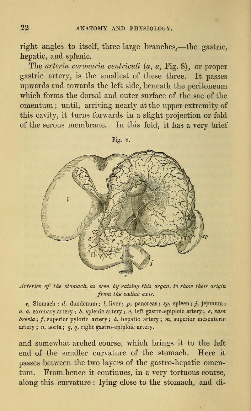 right angles to itself, three large branches,—the gastric, hepatic, and splenic. The arteria coronaria ventriculi (a, a, Fig. 8), or proper gastric artery, is the smallest of these three. It passes upwards and towards the left side, beneath the peritoneum which forms the dorsal and outer surface of the sac of the omentum; until, arriving nearly at the upper extremity of this cavity, it turns forwards in a slight projection or fold of the serous membrane. In this fold, it has a very brief Fig. 8. Arteries of the stomach, as seen ly raising this organ, to show their origin from the cozliac axis. s, Stomach ; d, duodenum; /, liver; p, pancreas; sp, spleen; j, jejunum; a, a, coronary artery ; h, splenic artery; c, left gastro-epiploic artery; e, vasa brevia; /, superior pyloric artery ; h, hepatic artery ; m, superior mesenteric artery ; n, aorta; q, q, right gastro-epiploic artery. and somewhat arched course, which brings it to the left end of the smaller curvature of the stomach. Here it passes between the two layers of the gastro-hepatic omen- tum. From hence it continues, in a very tortuous course, along this curvature : lying close to the stomach, and di-