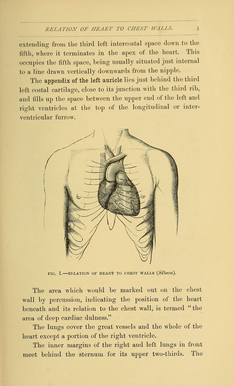 RELATION OF HEART TO CHEST WALLS. extending from the third left intercostal space down to the fifth, where it terminates in the apex of the heart. This occupies the fifth space, being usually situated just internal to a line drawn vertically downwards from the nipple. The appendix of the left auricle lies just behind the third left costal cartilage, close to its junction with the third rib, and fills up the space between the upper end of the left and right ventricles at the top of the longitudinal or inter- ventricular furrow. FIG. 1.—RELATION OF HEART TO CHEST WALLS (SibsOTl). The area which would be marked out on the chest wall by percussion, indicating the position of the heart beneath and its relation to the chest wall, is termed the area of deep cardiac dulness. The lungs cover the great vessels and the whole of the heart except a portion of the right ventricle. The inner margins of the right and left lungs in front meet behind the sternum for its upper two-thirds. The
