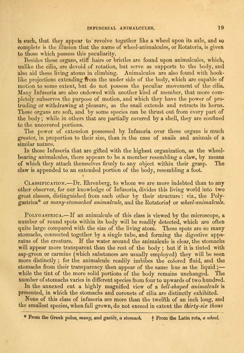 is such, that they appear to revolve together like a wheel upon its axle, and 80 complete is the illusion that the name of wheel-animalcules, or Rotatoria, is given to those which possess this peculiarity. Besides these organs, stiff hairs or bristles are found upon animalcules, which, unlike the cilia, are devoid of rotation, but serve as supports to the body, and also aid these living atoms in climbing. Animalcules are also found with hook- like projections extending from the under side of the body, which are capable of motion to some extent, but do not possess the pecuhar movement of the ciha. Many Infusoria are also endowed with another kind of member, that more com- pletely subserves the purpose of motion, and which they have the power of pro- truding or withdrawing at pleasure, as the snail extends and retracts its horns. These organs are soft, and by some species can be thrust out from every part of the body; while in others that are partially covered by a shell, they are confined to the uncovered portions. The power of extension possessed by Infusoria over these organs is much greater, in proportion to their size, than in the case of snails and animals of a similar nature. In those Infusoria that are gifted with the highest organization, as the wheel- bearing animalcules, there appears to be a member resembling a claw, by means of which they attach themselves firmly to any object within their grasp. The claw is appended to an extended portion of the body, resembling a foot. Classification.—Dr. Ehrenberg, to whom we are more indebted than to any- other observer, for our knowledge of Infusoria, divides this hving world into two great classes, distinguished from each other by their structure: viz., the Poly- gastrica* or many-stomached animalcule^ and the Rotatoriaf or wheel-animalcule. PoLTGASTRicA.—If au aulmalcule of this class is viewed by the microscope, a number of round spots within its body will be readily detected, which are often quite large compared with the size of the living atom. These spots are so many stomachs, connected together by a single tube, and forming the digestive appa- ratus of the creature. If the water around the animalcule is clear, the stomachs will appear more transparent than the rest of the body ; but if it is tinted with sap-green or carmine (which substances are usually employed) they will be seen more distinctly ; for the animalcule readily imbibes the colored fluid, and the stomachs from their transparency then appear of the same hue as the liquid;— while the tint of the more solid portions of the body remains unchanged. The number of stomachs varies in different species from four to upwards of two hundred. In the annexed cut a highly magnified view of a bell-shaped animalcule is presented, in which the stomachs and coronets of cilia are distinctly exhibited. None of this class of infusoria are more than the twelfth of an inch long, and the smallest species, when full grown, do not exceed in extent the thirty-six thous * From the Greek polus, many, and gaster, a stomach f From the Latin rota, a tvheel.
