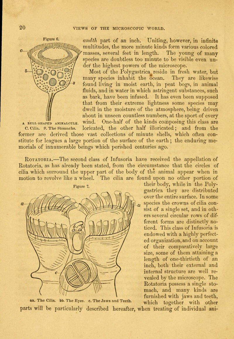 andth part of an inch. Uniting, however, in infinite multitudes, the more minute kinds form various colored masses, several feet in length. The young of many- species are doubtless too minute to be visible even un- der the highest powers of the microscope. Most of the Polygastrica reside in fresh water, but many species inhabit the ocean. They are likewise found living in moist earth, in peat bogs, in animal fluids,- and in water in which astringent substances, such as bark, have been infused. It has even been supposed that from their extreme lightness some species may dwell in the moisture of the atmosphere, being driven about in unseen countless numbers, at the sport of every wind. One-half of the kinds composing this class are loricated, the other half illoricated; and from the former are derived those vast collections of minute shells, which often con- stitute for leagues a large portion of the surface of the earth; the enduring me- morials of innumerable beings which perished centuries ago. L BELL-SHAPITD ANIMALCULE. C. Cilia. S. The Stomachs. Figure Rotatoria.—The second class of Infusoria have received the appellation of Rotatoria, as has already been stated, from the circumstance that the circles of cilia which surround the upper part of the body of the animal appear when in motion to revolve like a wheel. The cilia are found upon no other portion of their body, while in the Poly- gastrica they are distributed over the entire surface. In some species the crowns of cilia con- sist of a single set, and in oth- ers several circular rows of dif- ferent forms are distinctly no- ticed. This class of Infusoria is endowed with a highly perfect- ed organization, and on account of their comparatively large size, some of them attaining a leno'th of one-thirtieth of an inch, both their external and internal structure are well re- vealed by the microscope. The Rotatoria possess a single sto- mach, and many kinds are furnished with jaws and teeth. aa. The Cilia, bb. The Eyes. c. The Jaws and Teeth. ^j^j^j^ together with Other parts will be particularly described hereafter, when treating of individual ani-